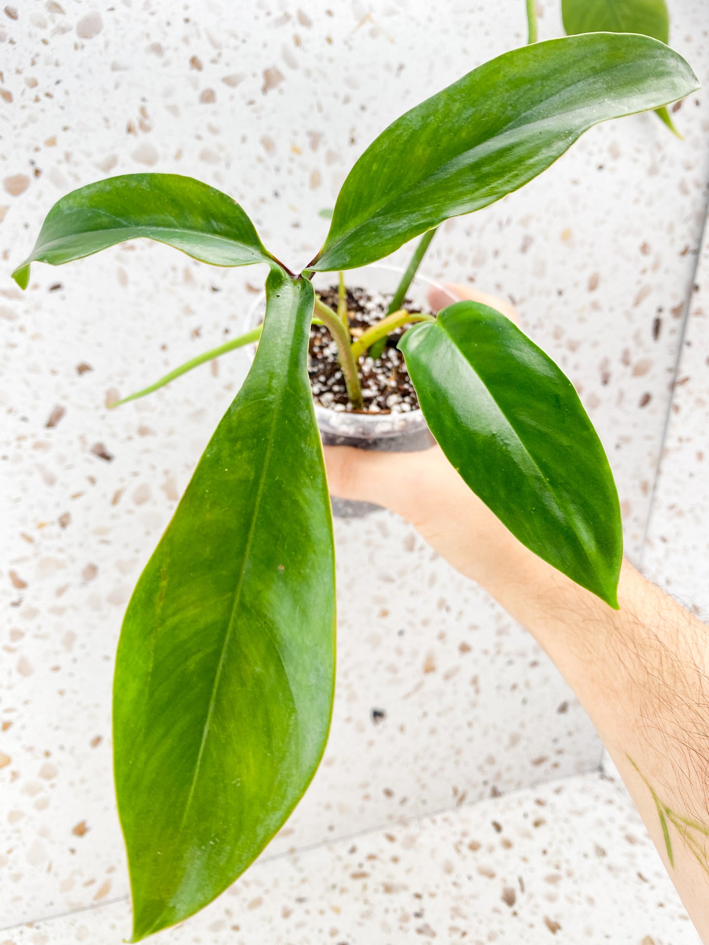 Philodendron 69686 4 leaves 1 unfurling top cutting