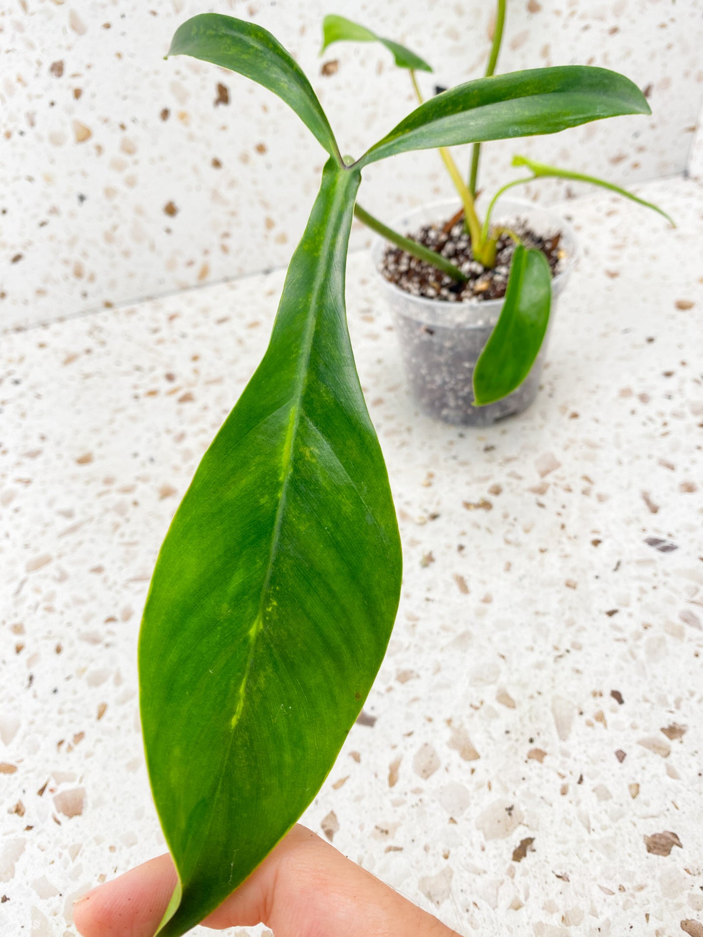 Philodendron 69686 4 leaves 1 unfurling top cutting