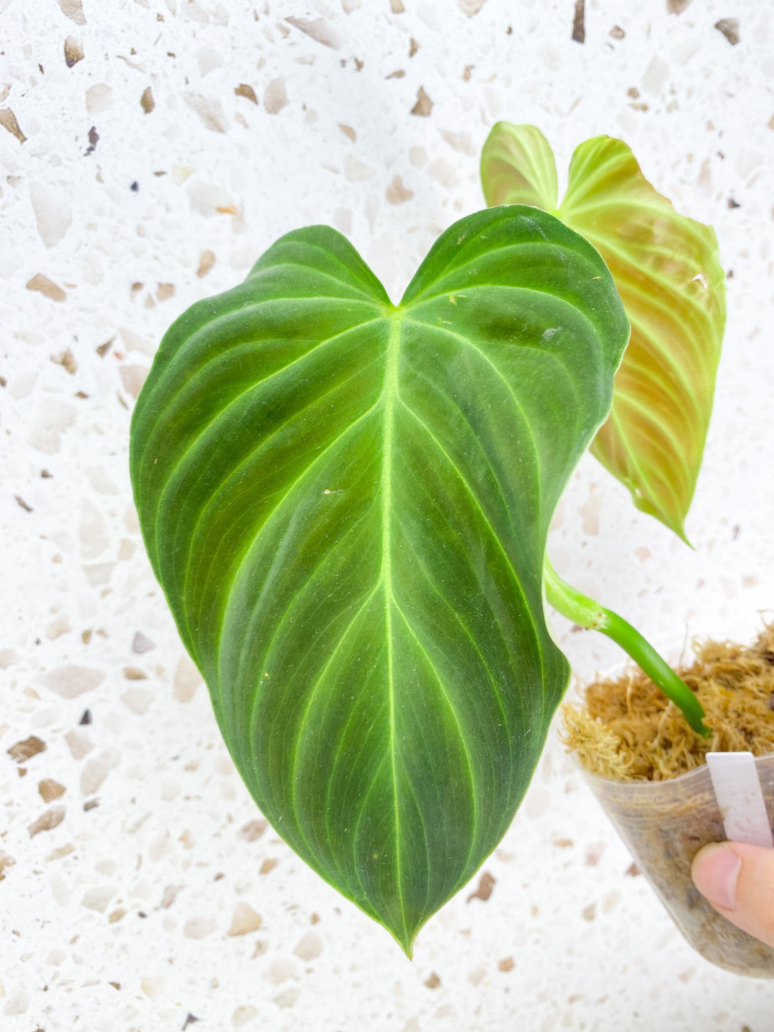 *Philodendron Splendid 2 leaves 1 shoot top cutting (rooting)