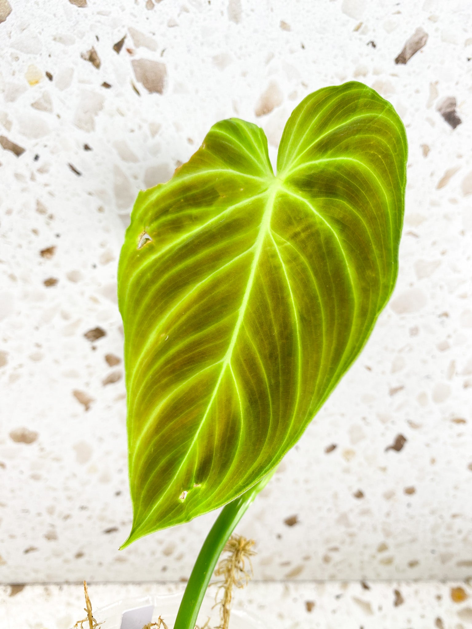 *Philodendron Splendid 2 leaves 1 shoot top cutting (rooting)