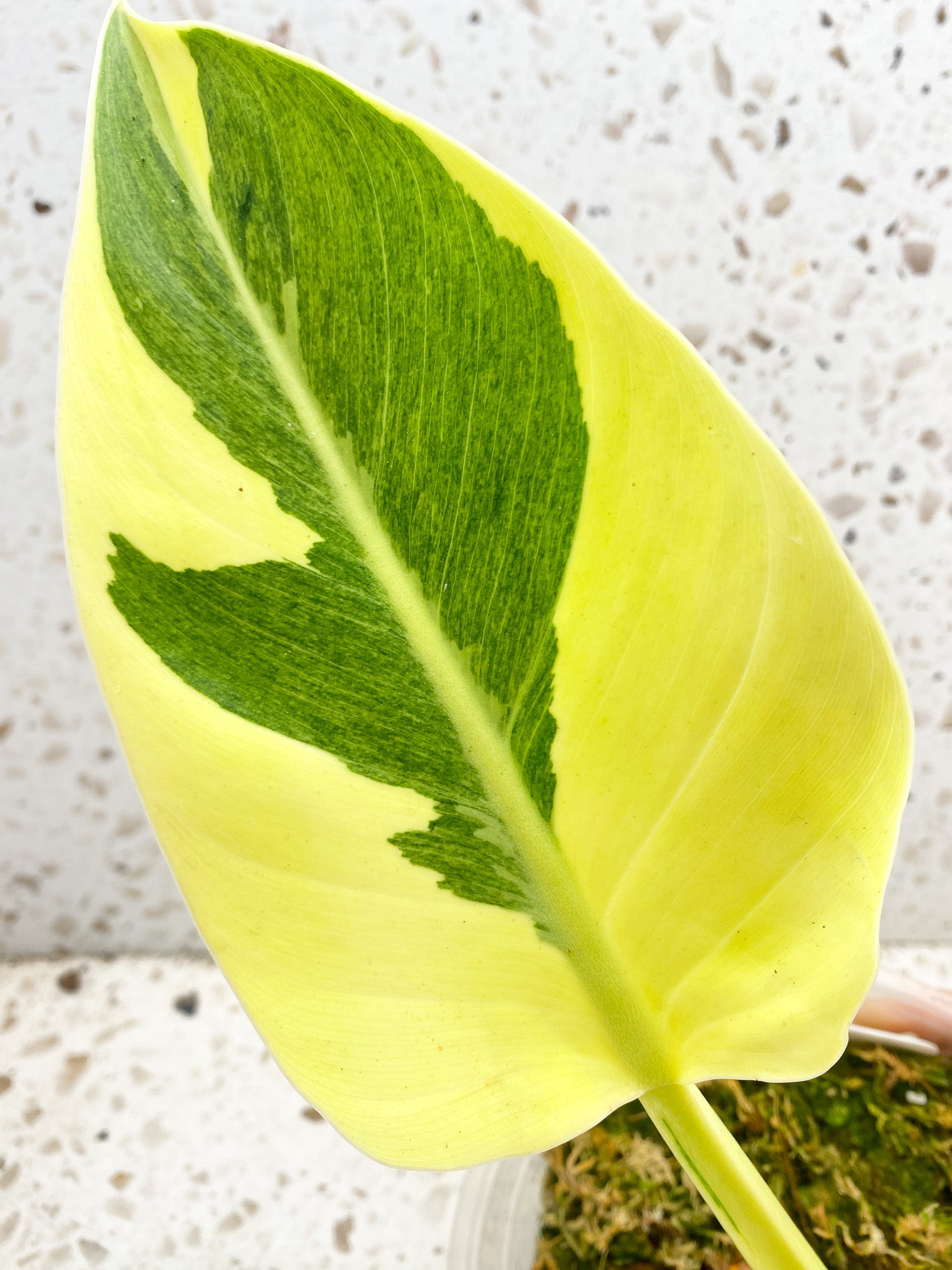 Unicorn: Philodendron Green Congo Variegated True Breed (not hybrid) multiple nodes multiple leaves top cutting at least 2 growth points (rooted)