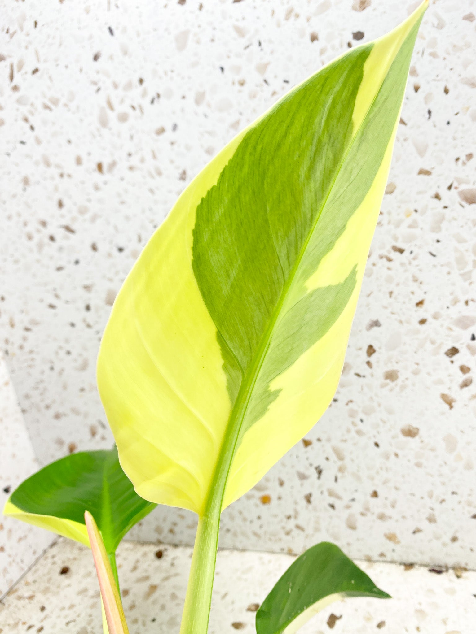 Unicorn: Philodendron Green Congo Variegated True Breed (not hybrid) multiple nodes multiple leaves top cutting at least 2 growth points (rooted)