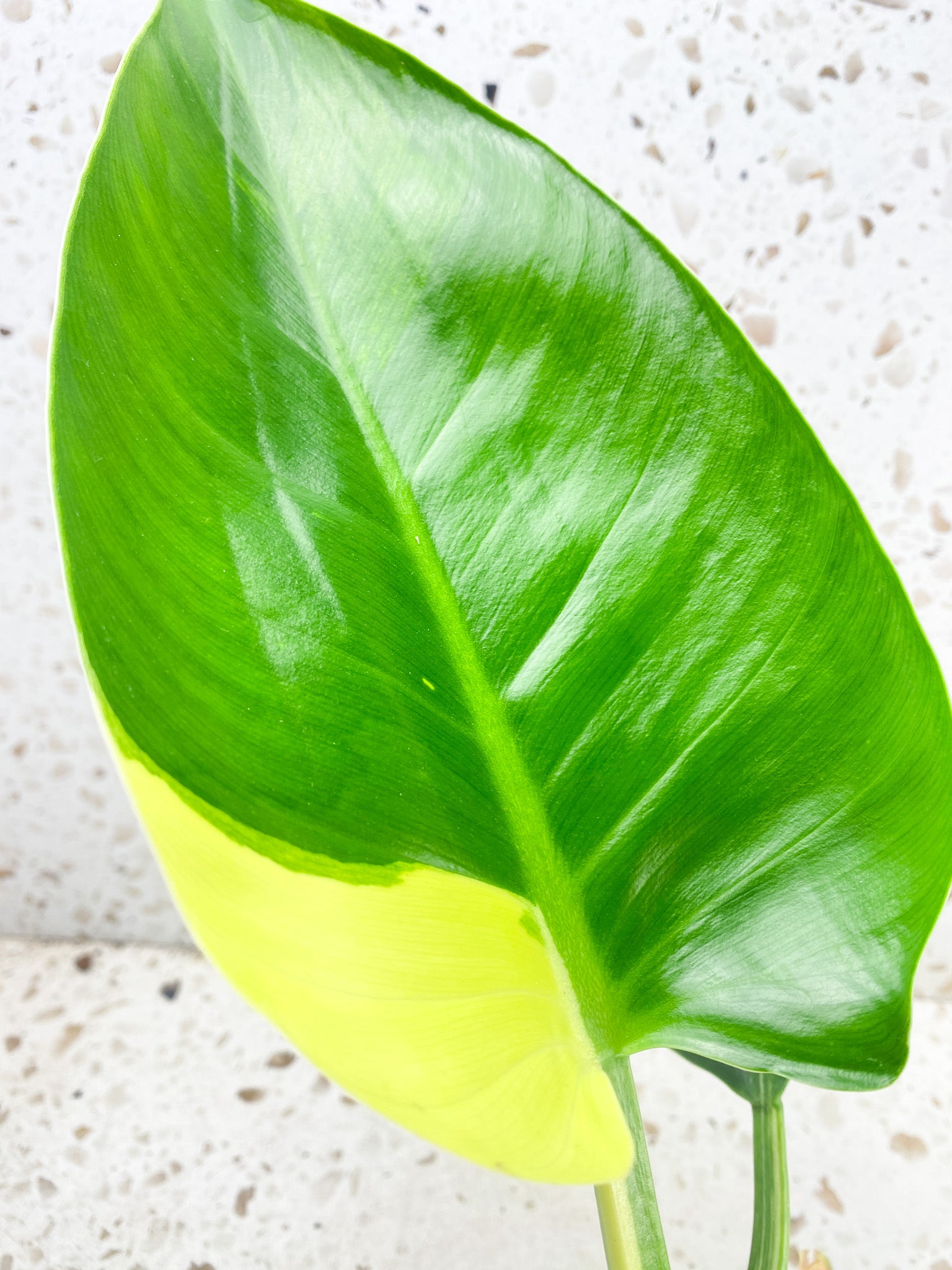 Unicorn: Philodendron Green Congo Variegated True Breed (not hybrid) multiple nodes multiple leaves top cutting at least 2 growth points (rooted)