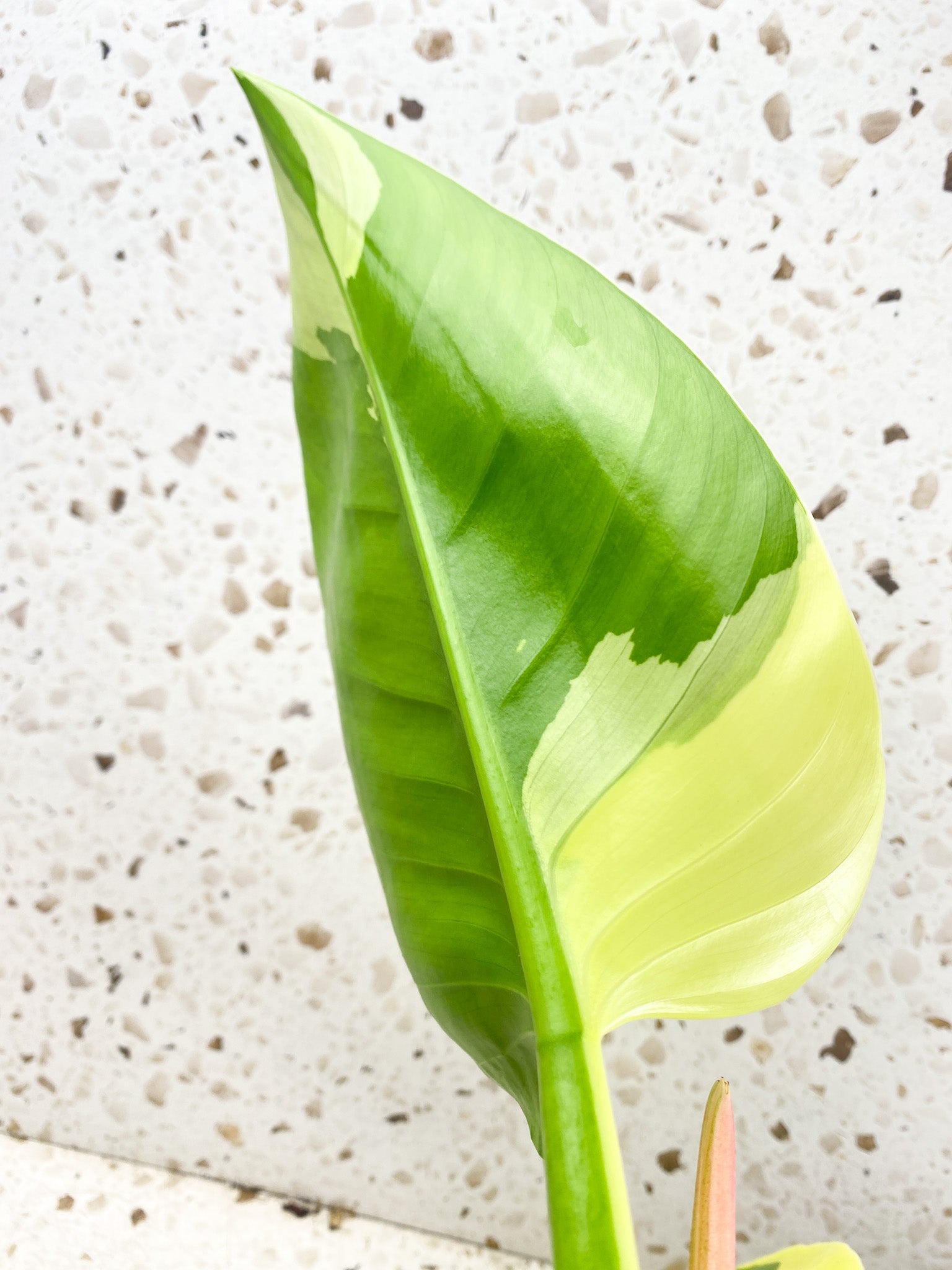 Unicorn: Philodendron Green Congo Variegated True Breed (not hybrid) multiple nodes multiple leaves top cutting at least 2 growth points (rooted)