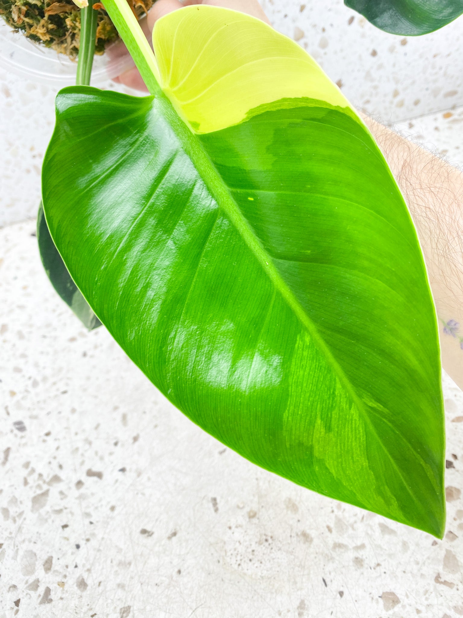 Unicorn: Philodendron Green Congo Variegated True Breed (not hybrid) multiple nodes multiple leaves top cutting at least 2 growth points (rooted)