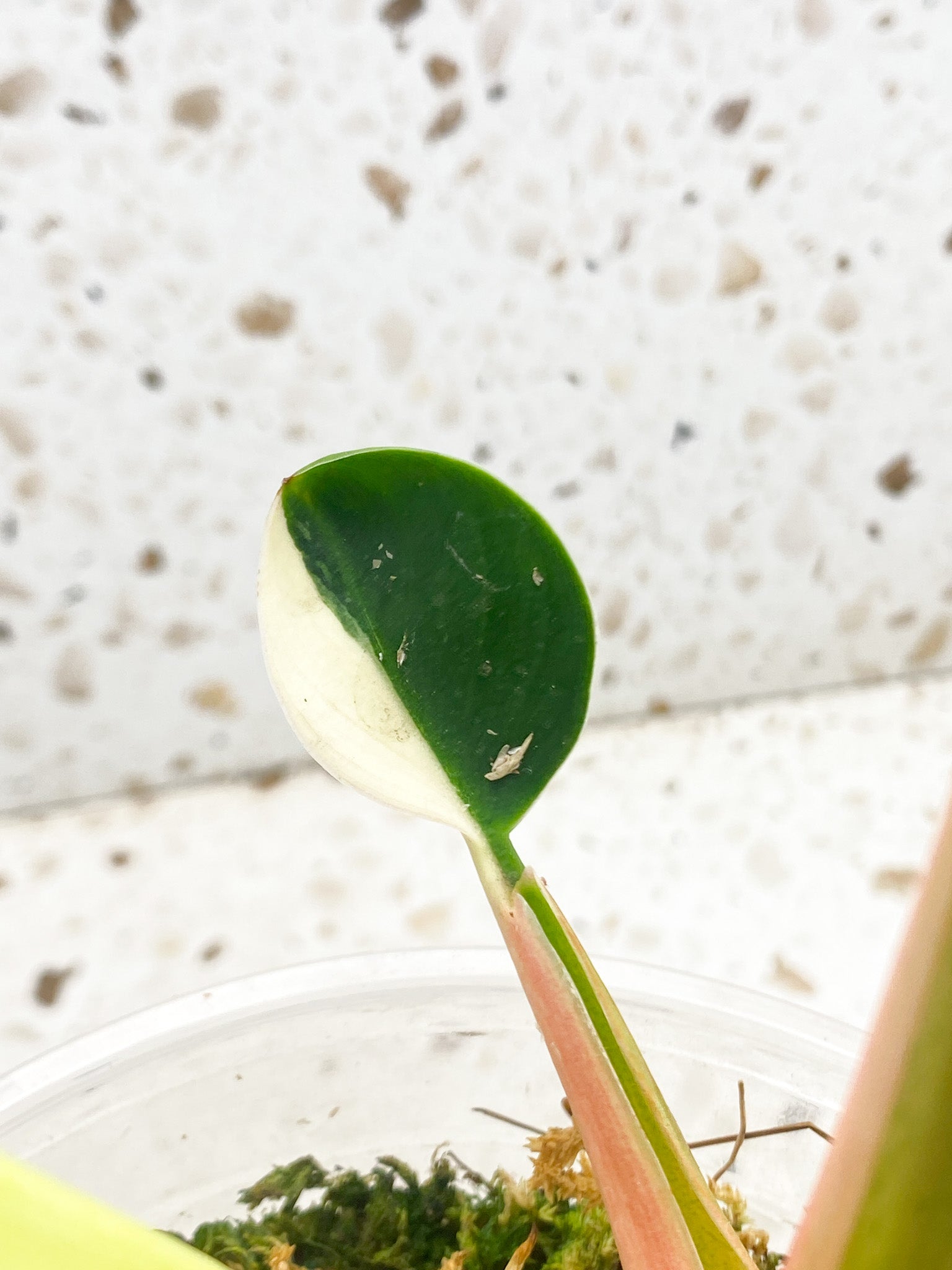 Unicorn: Philodendron Green Congo Variegated True Breed (not hybrid) multiple nodes multiple leaves top cutting at least 2 growth points (rooted)