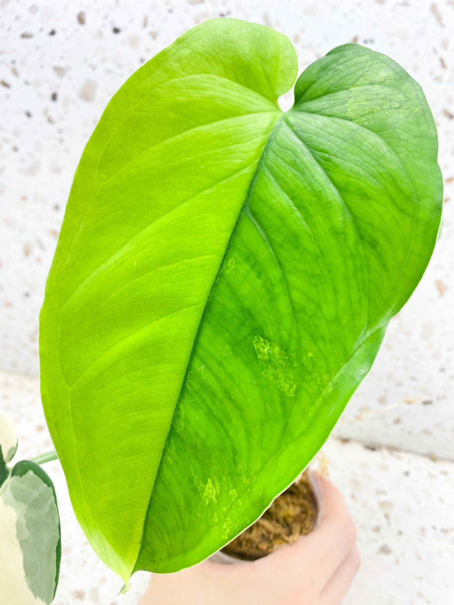 Syngonium Chiapense Variegated 3 leaf top cutting half moon variegation on newest leaf (rooting)