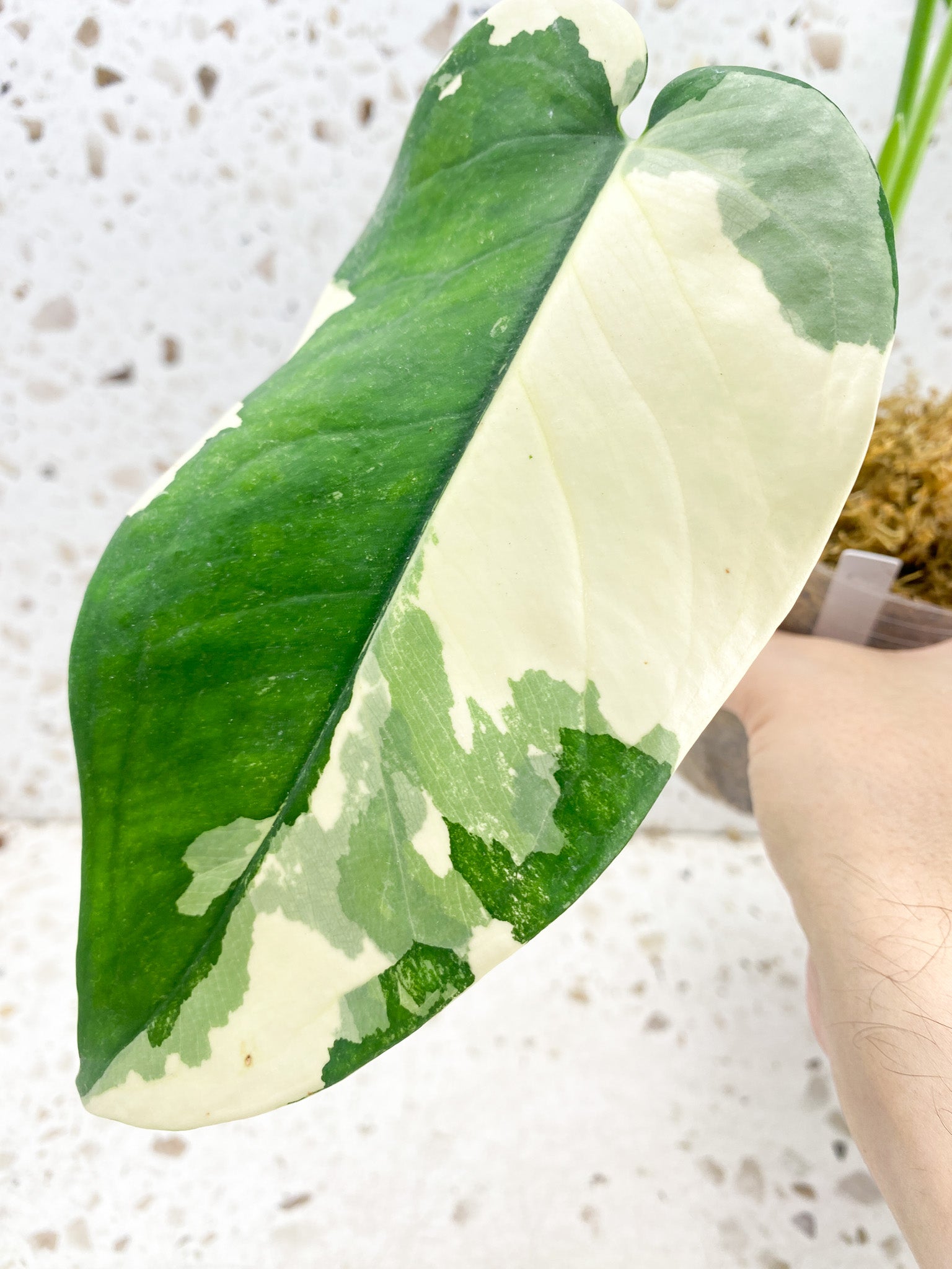 Syngonium Chiapense Variegated 3 leaf top cutting half moon variegation on newest leaf (rooting)