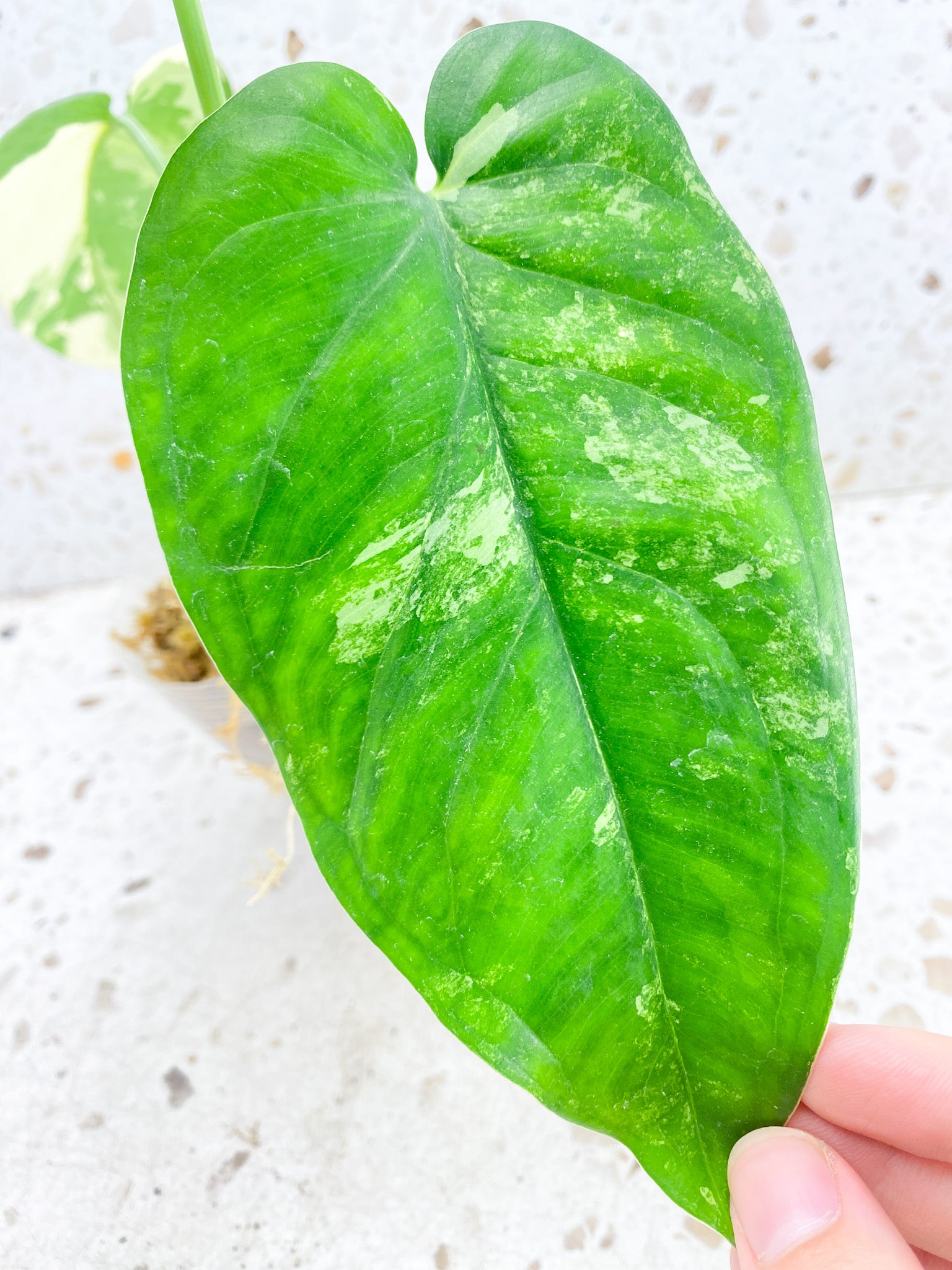 Syngonium Chiapense Variegated 3 leaf top cutting half moon variegation on newest leaf (rooting)