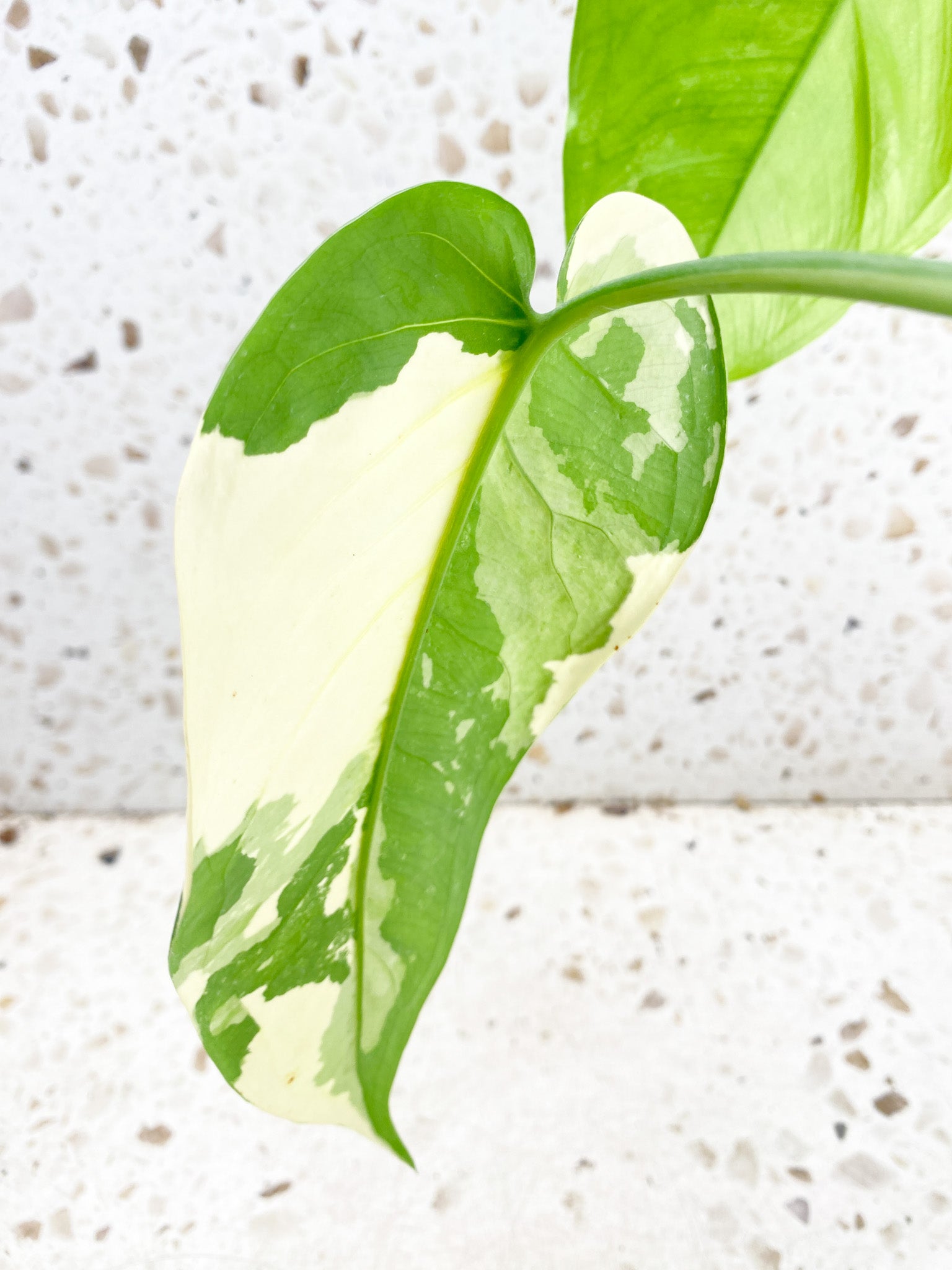 Syngonium Chiapense Variegated 3 leaf top cutting half moon variegation on newest leaf (rooting)