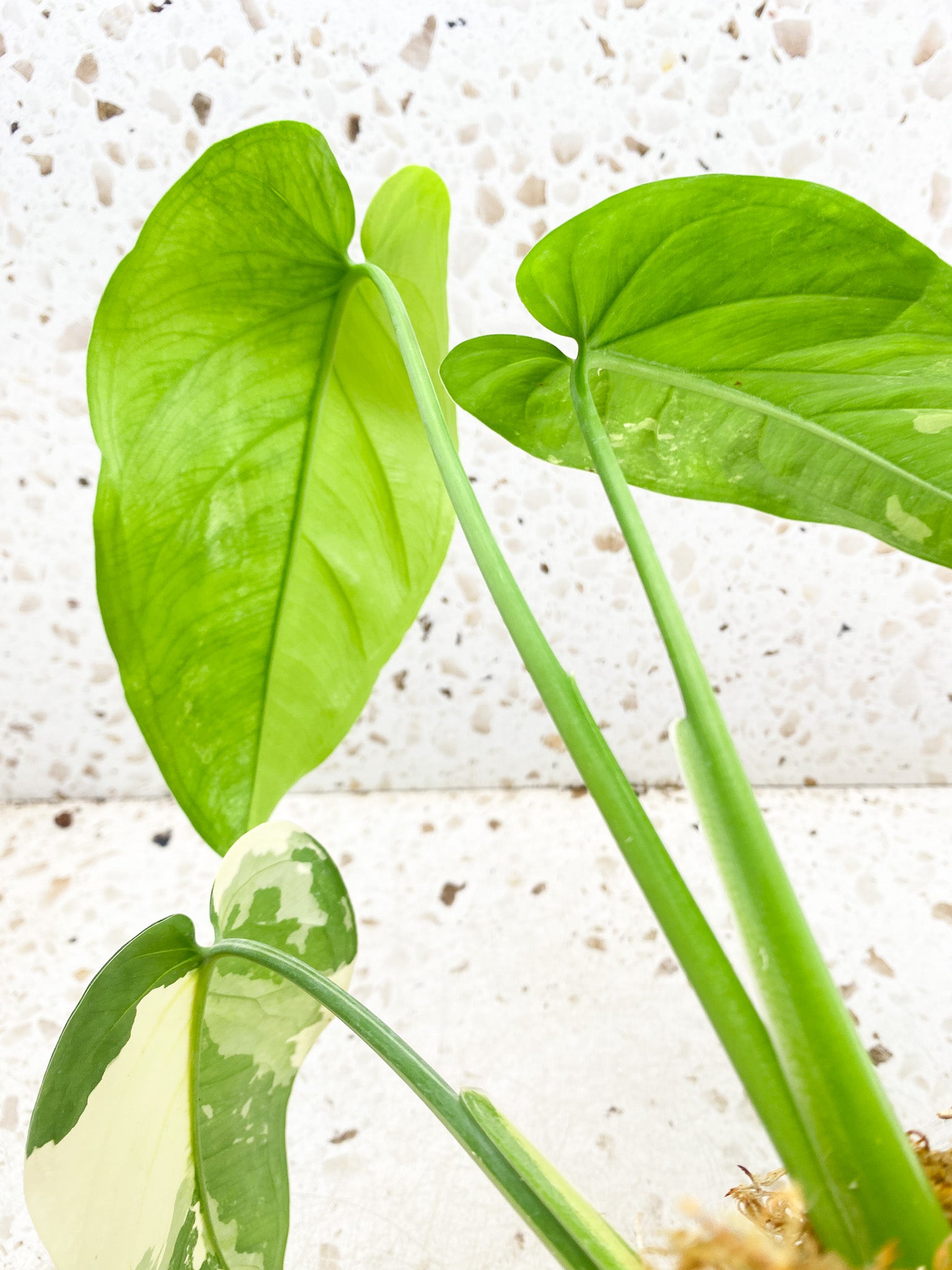 Syngonium Chiapense Variegated 3 leaf top cutting half moon variegation on newest leaf (rooting)