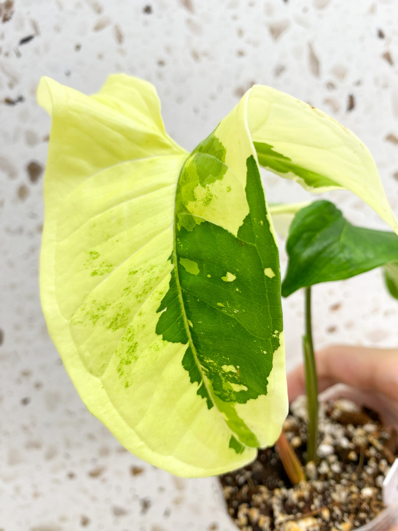 Syngonium Batik Variegated 2 leaf top cutting (rooting)