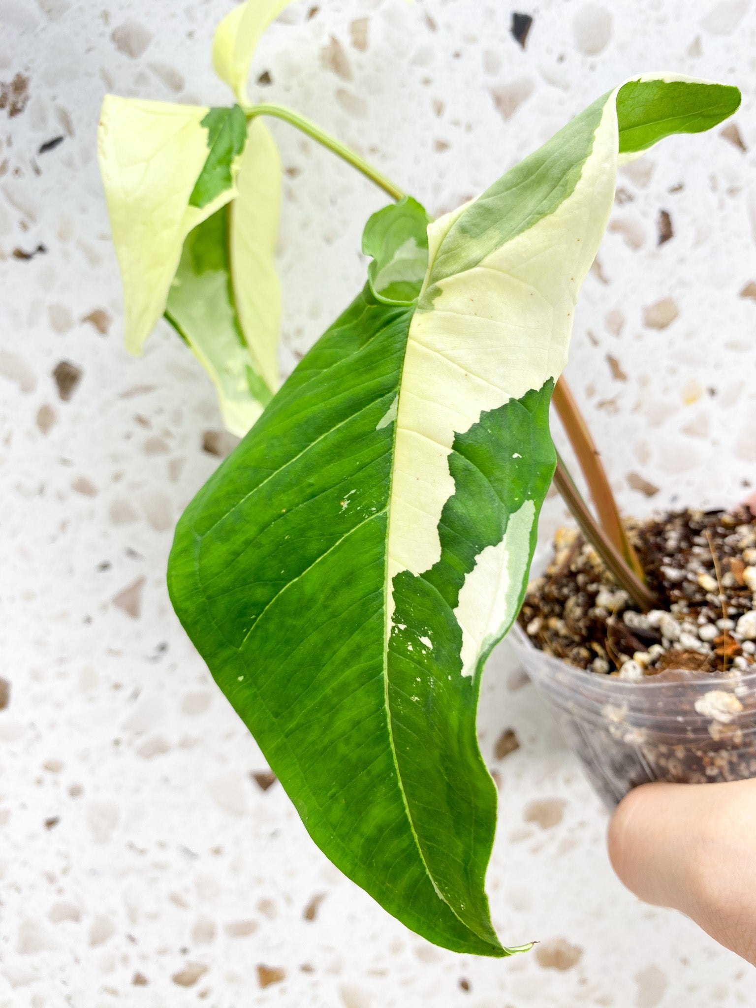 Syngonium Batik Variegated 2 leaf top cutting (rooting)