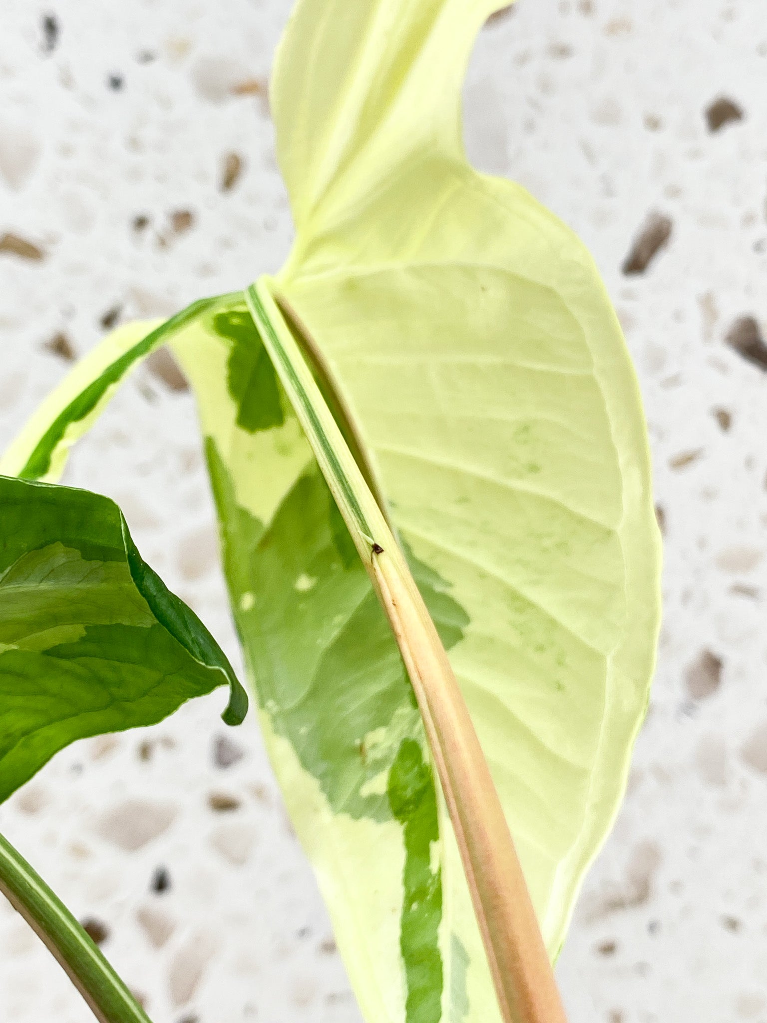 Syngonium Batik Variegated 2 leaf top cutting (rooting)