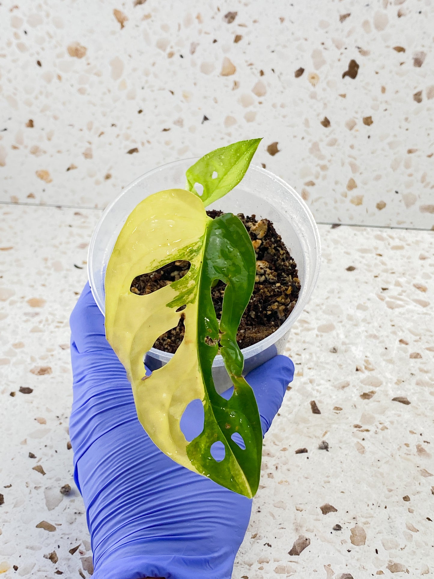 Monstera Adansonii Aurea 1 leaf 1 baby leaf