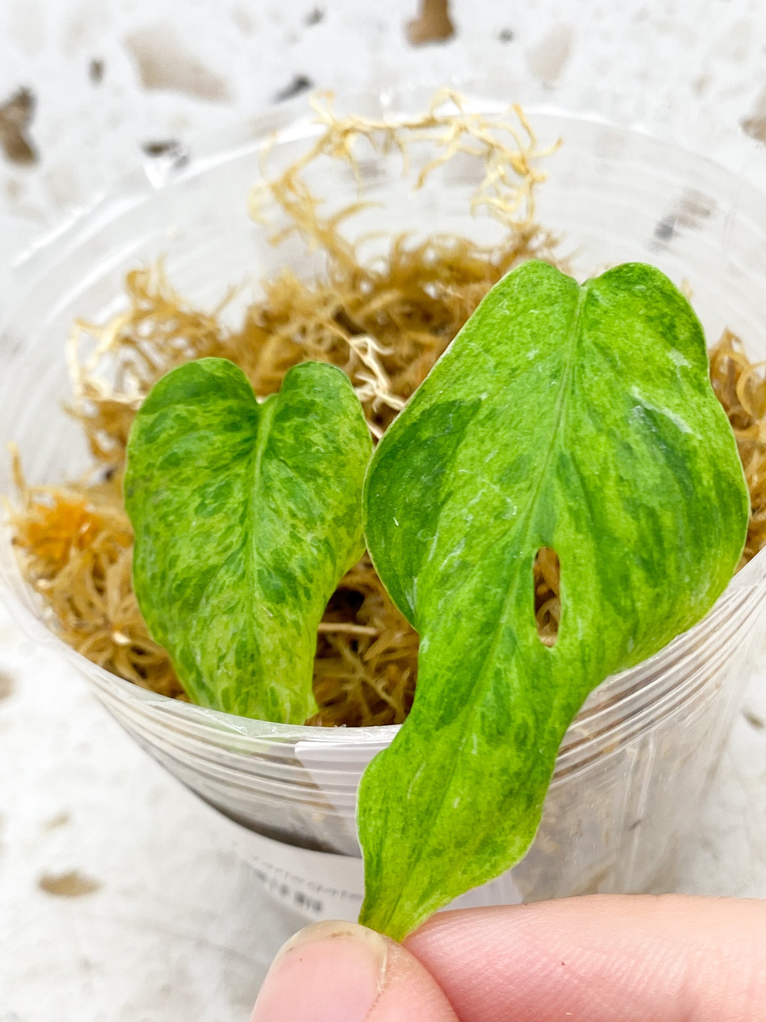 Monstera Laniata Mottled Variegated 2 leaves (rooting)