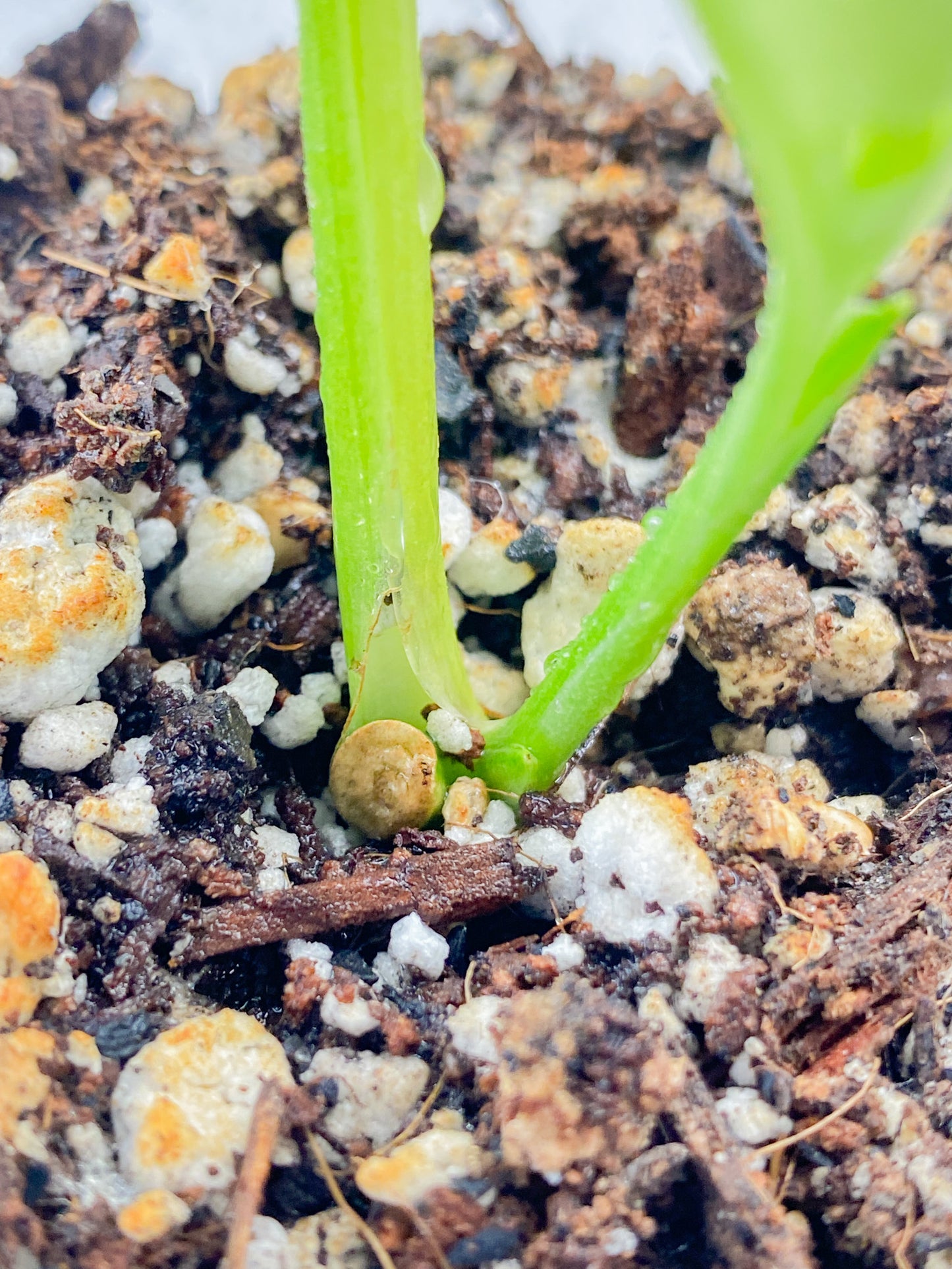 Monstera Adansonii Aurea 1 leaf 1 baby leaf