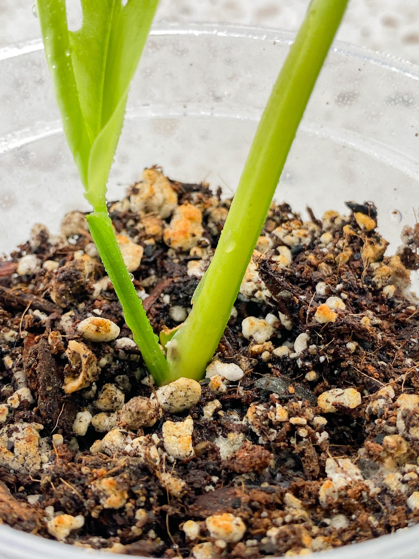 Monstera Adansonii Aurea 1 leaf 1 baby leaf