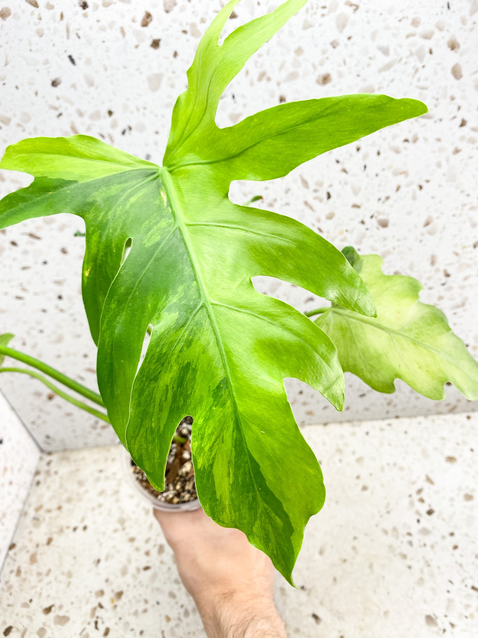 Unicorn: Philodendron/Thaumatophyllum Radiatum Variegated 5 leaves 1 shoot top cutting big plant (rooting)