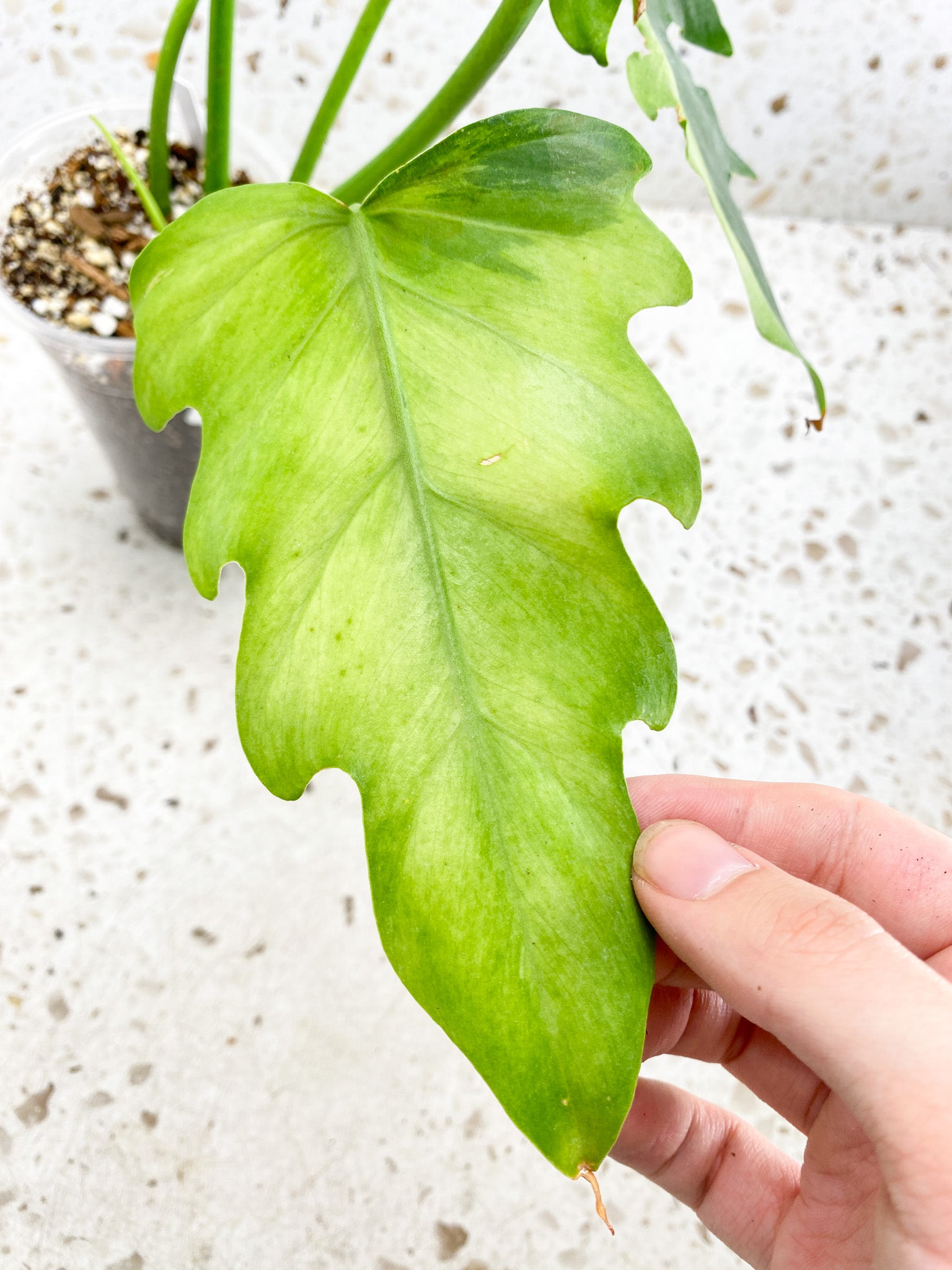 Unicorn: Philodendron/Thaumatophyllum Radiatum Variegated 5 leaves 1 shoot top cutting big plant (rooting)