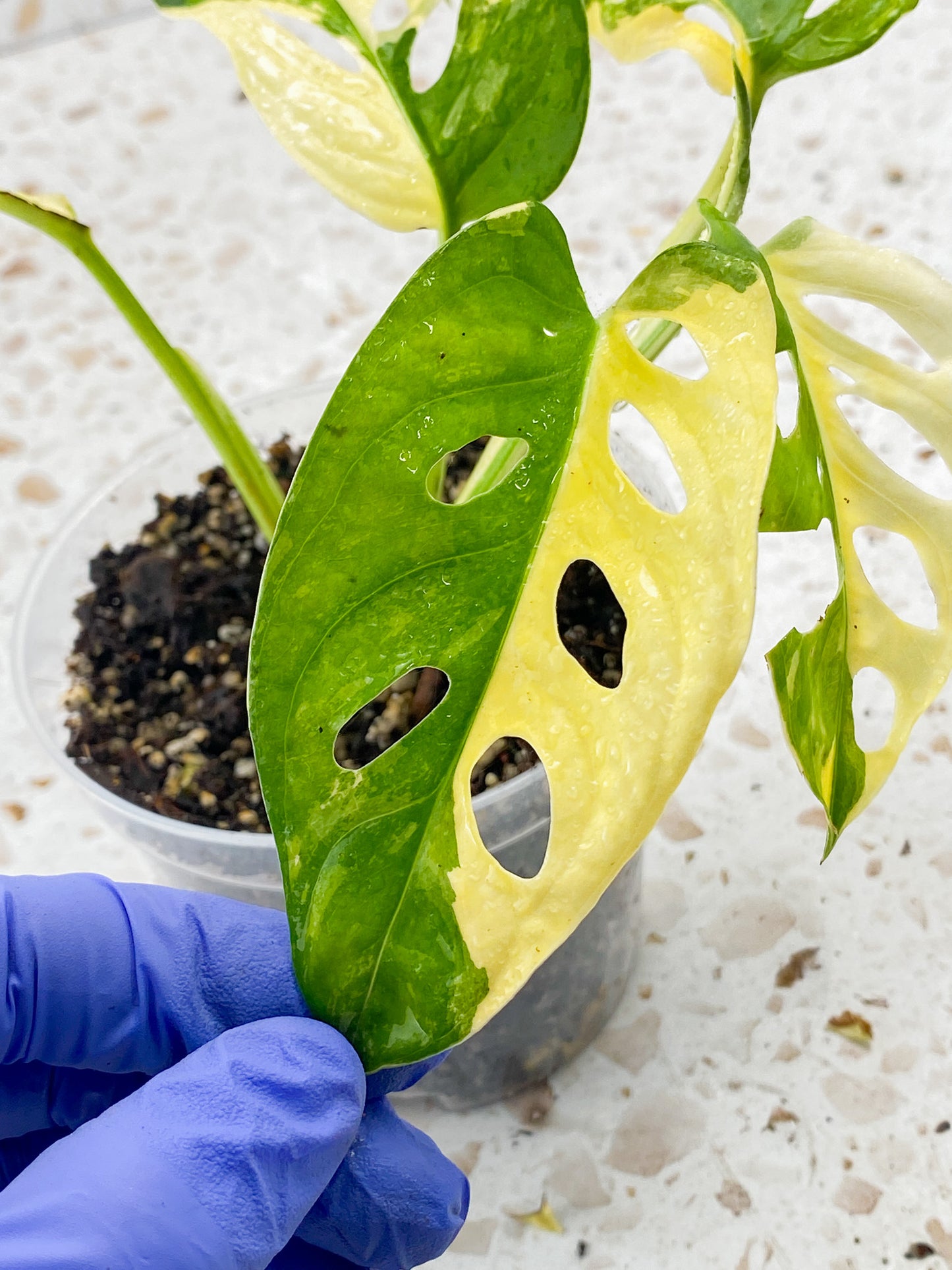 Monstera Adansonii Japanese Tricolor 5 leaves 1 sprout
