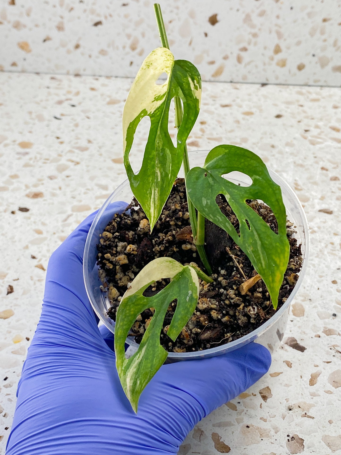 Monstera Acuminata Variegated 3 leaves