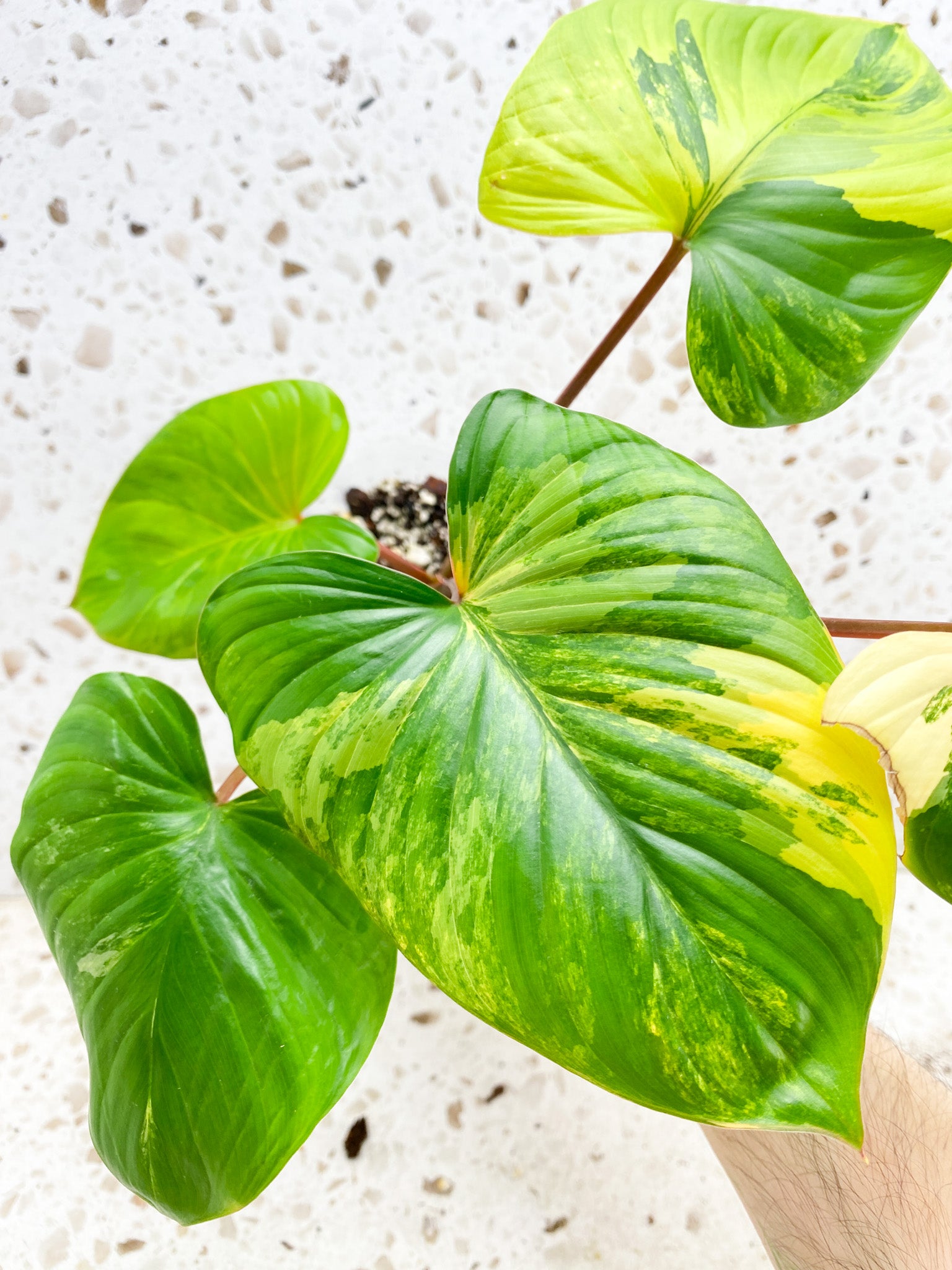 Unicorn: Homalomena Aurea Pink Variegated 5 leaf top cutting