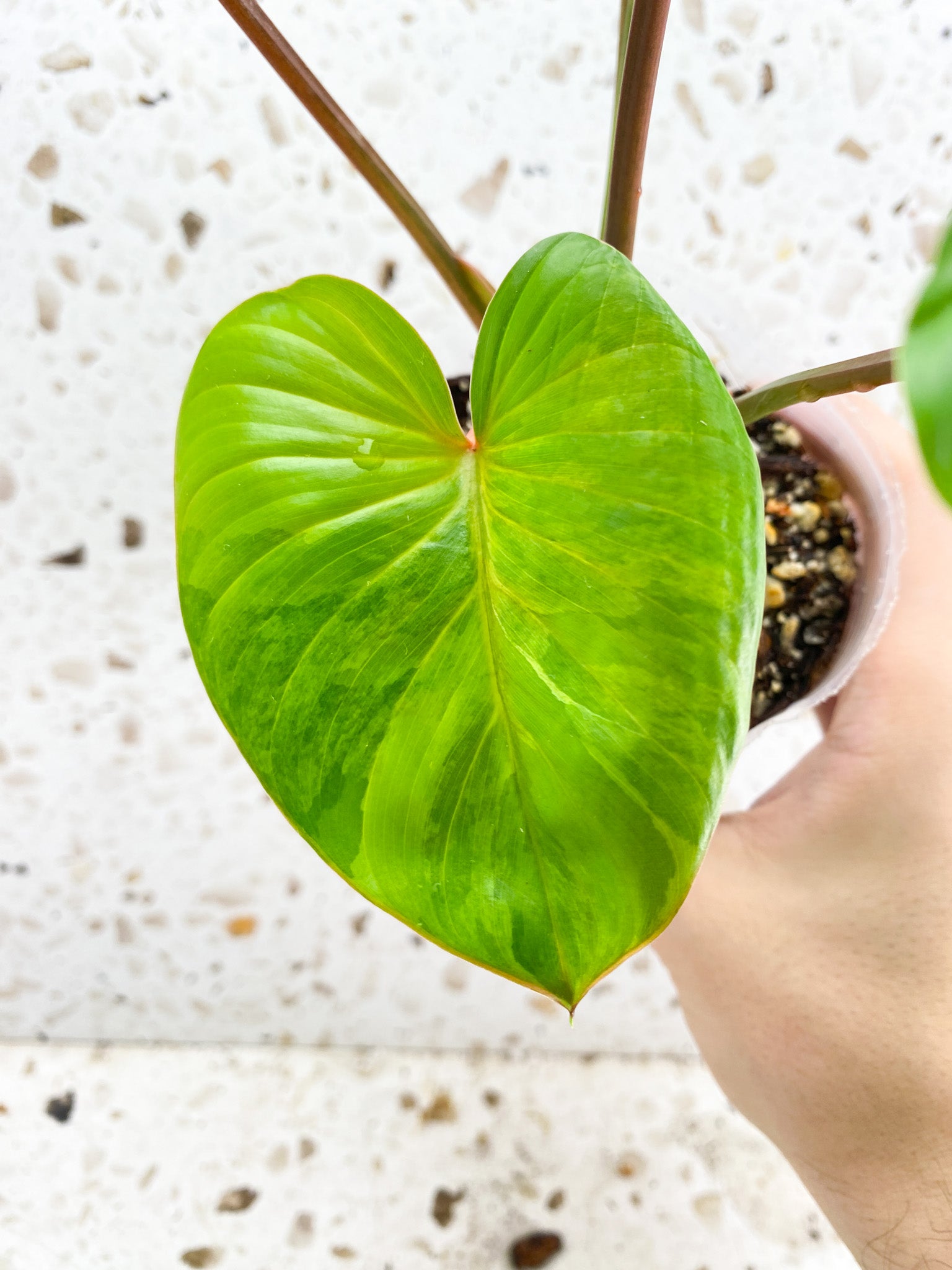 Unicorn: Homalomena Aurea Pink Variegated 5 leaf top cutting