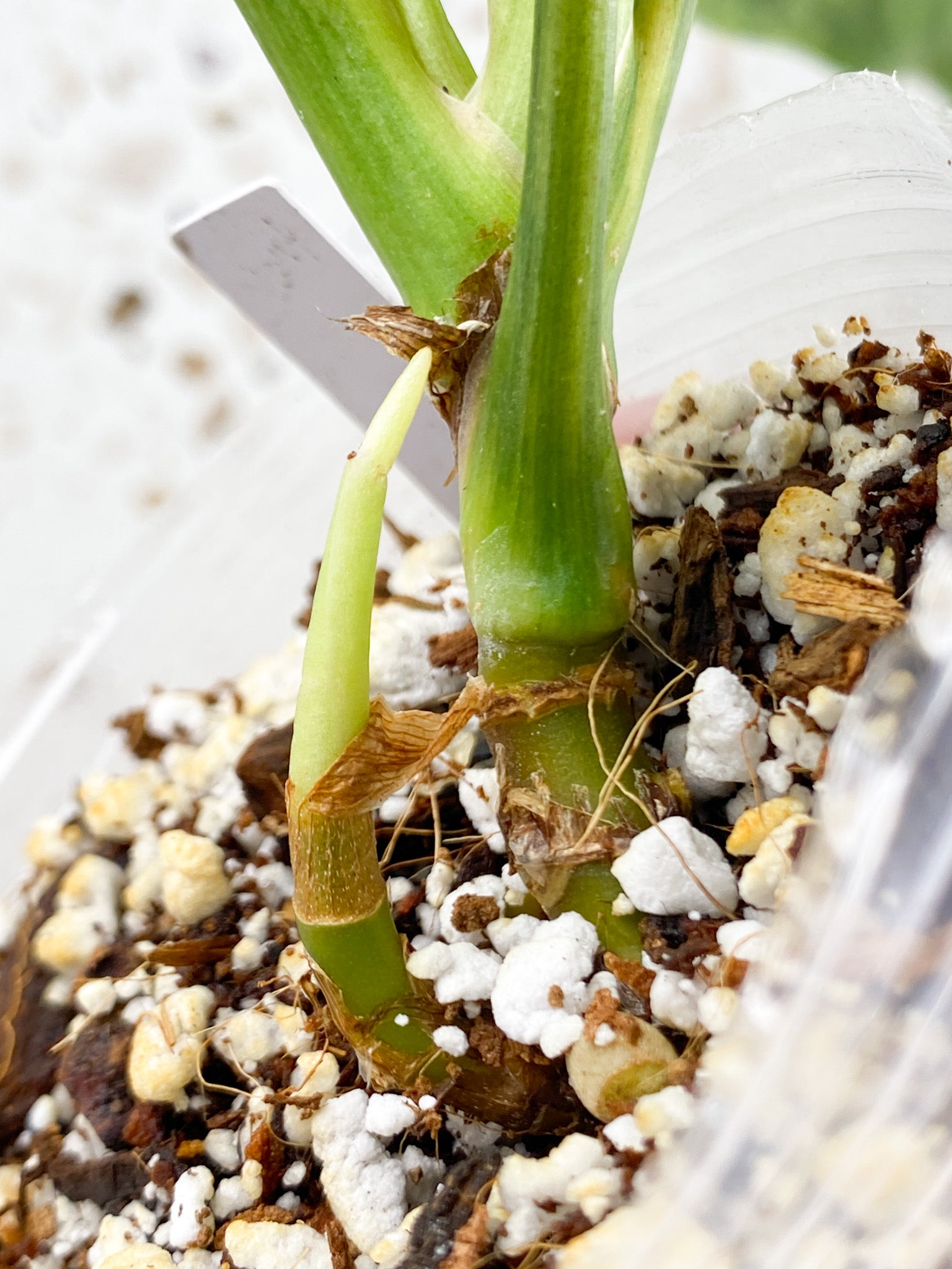 Aglaonema Khan Mak 5 leaves 1 shoot top cutting with