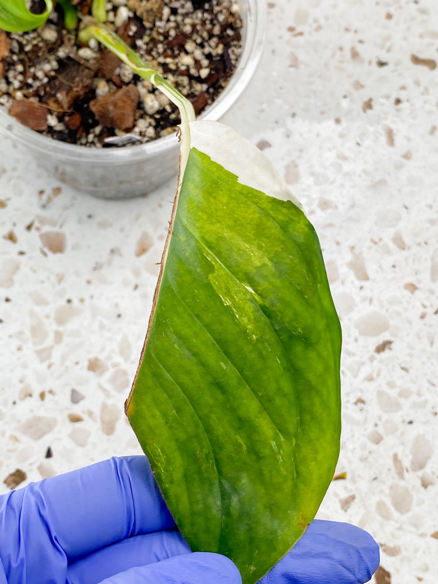 Monstera Lechleriana Variegated 6 leaves