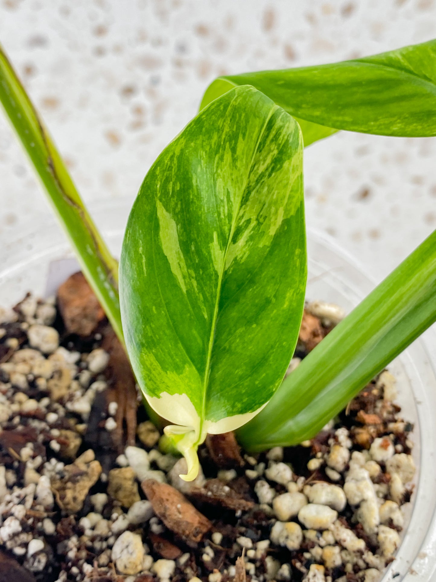 Monstera Lechleriana Variegated 6 leaves