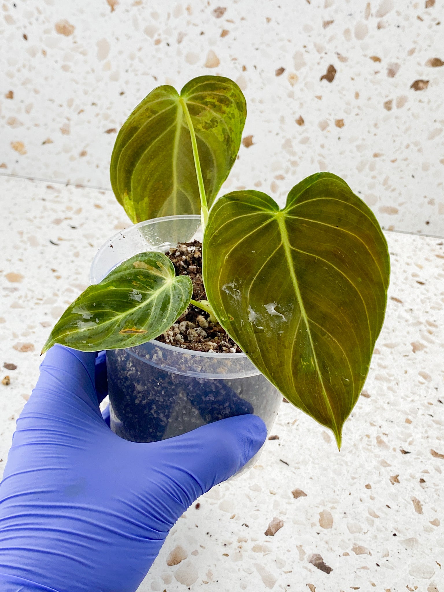 Philodendron Melanochrysum Variegated 3 leaf top cutting