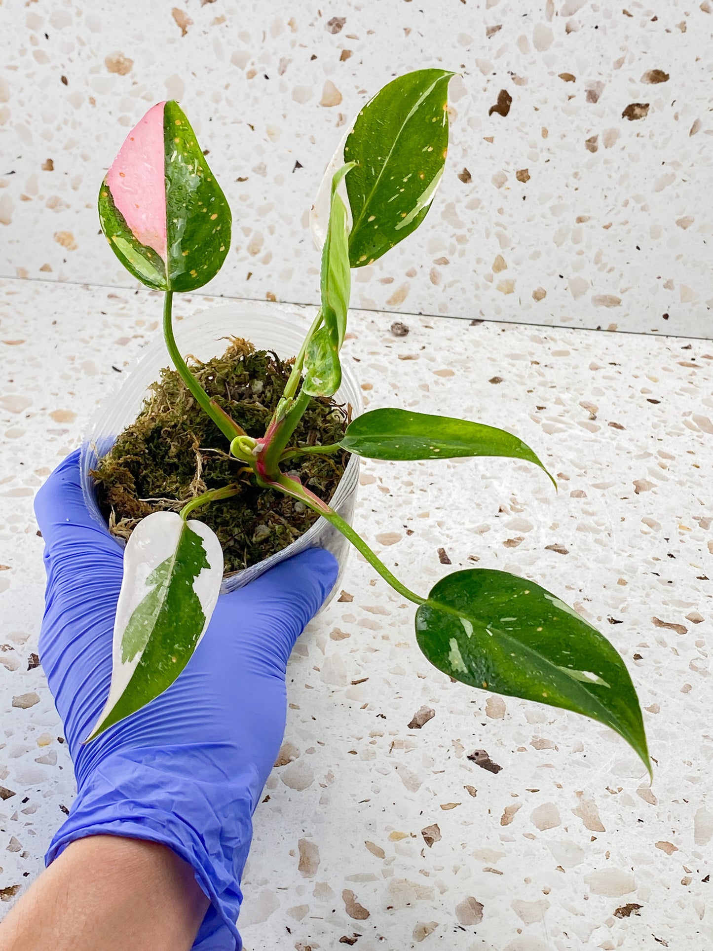 Philodendron White Princess Tricolor 6 leaves 1 sprout