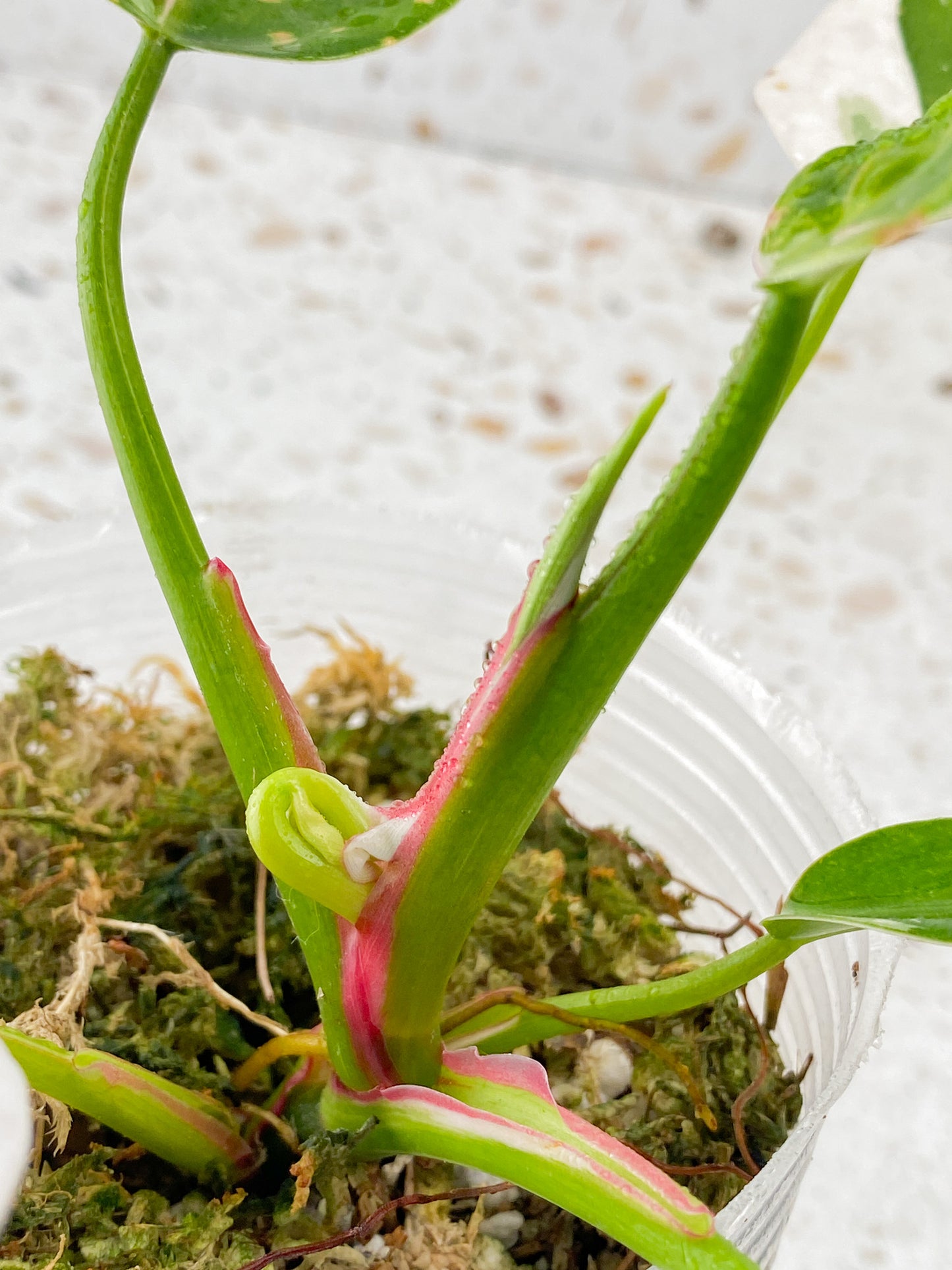 Philodendron White Princess Tricolor 6 leaves 1 sprout