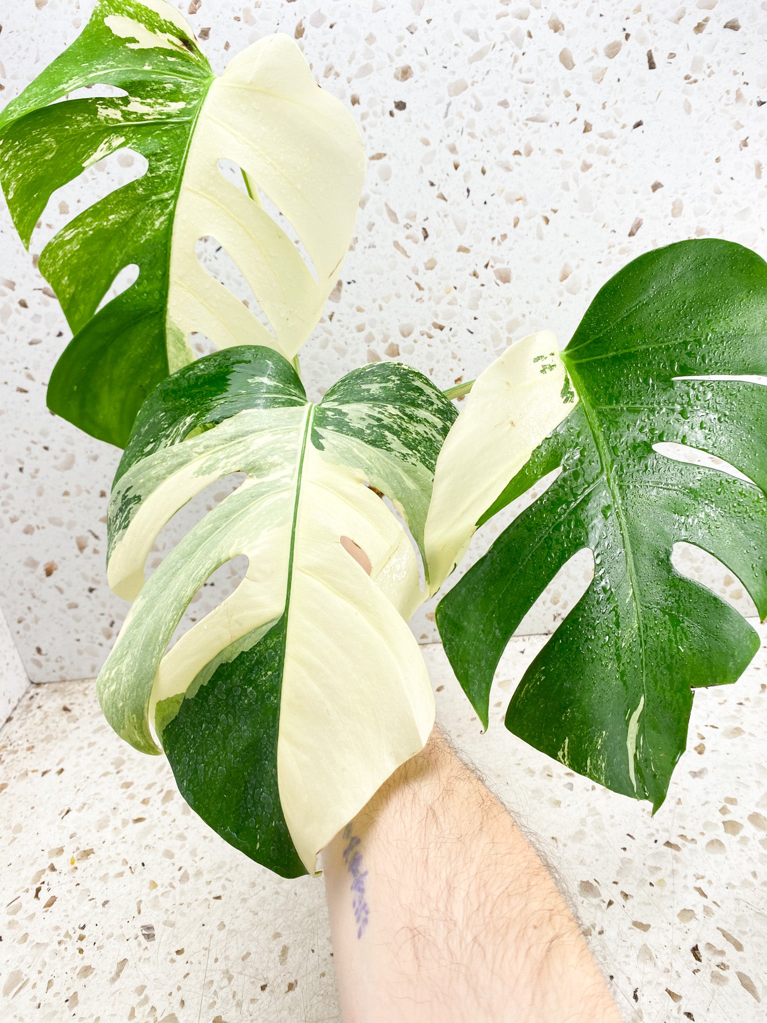 Monstera Albo White Tiger 3 big leaves top cutting