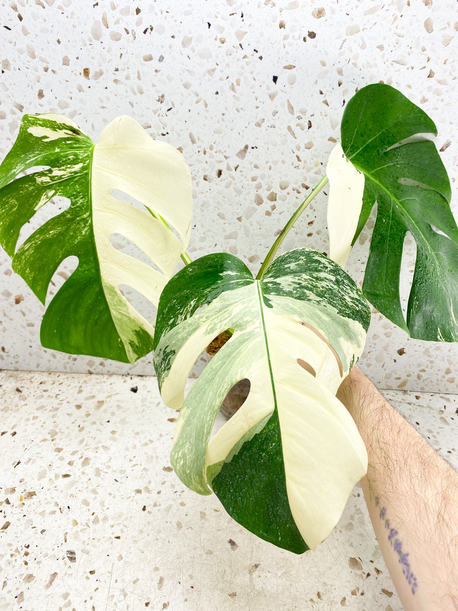 Monstera Albo White Tiger 3 big leaves top cutting