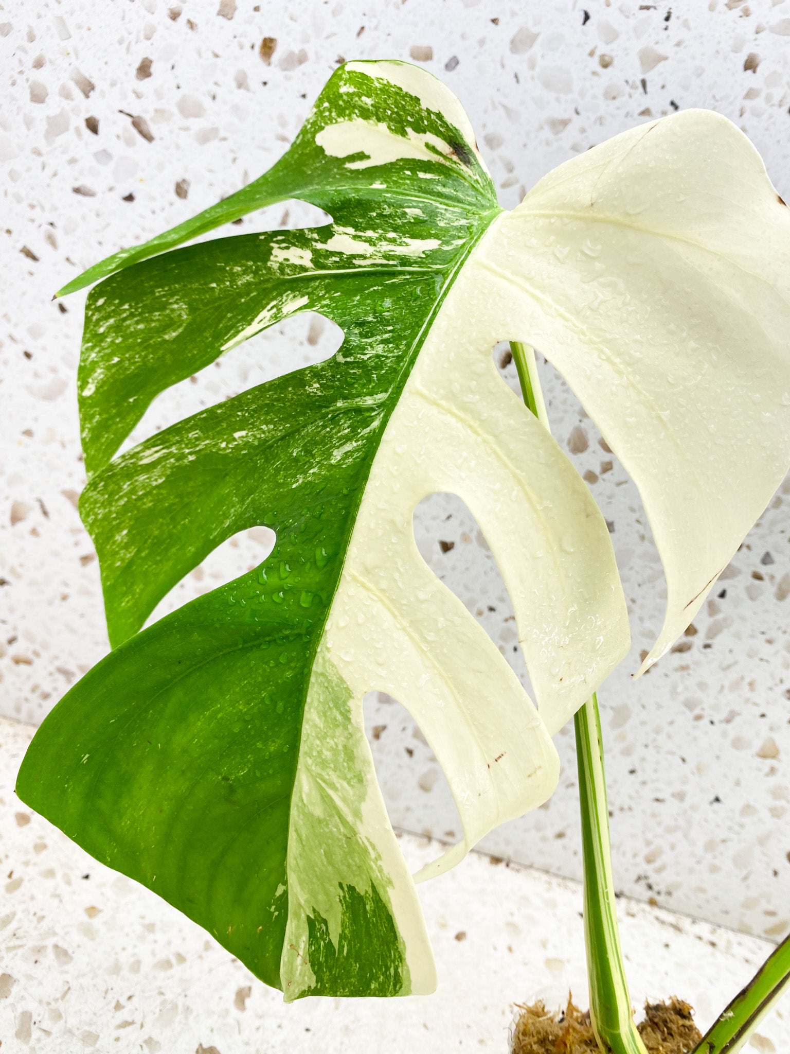 Monstera Albo White Tiger 3 big leaves top cutting