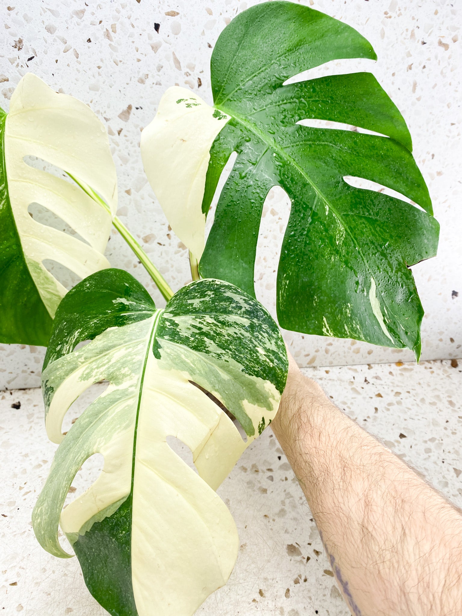 Monstera Albo White Tiger 3 big leaves top cutting