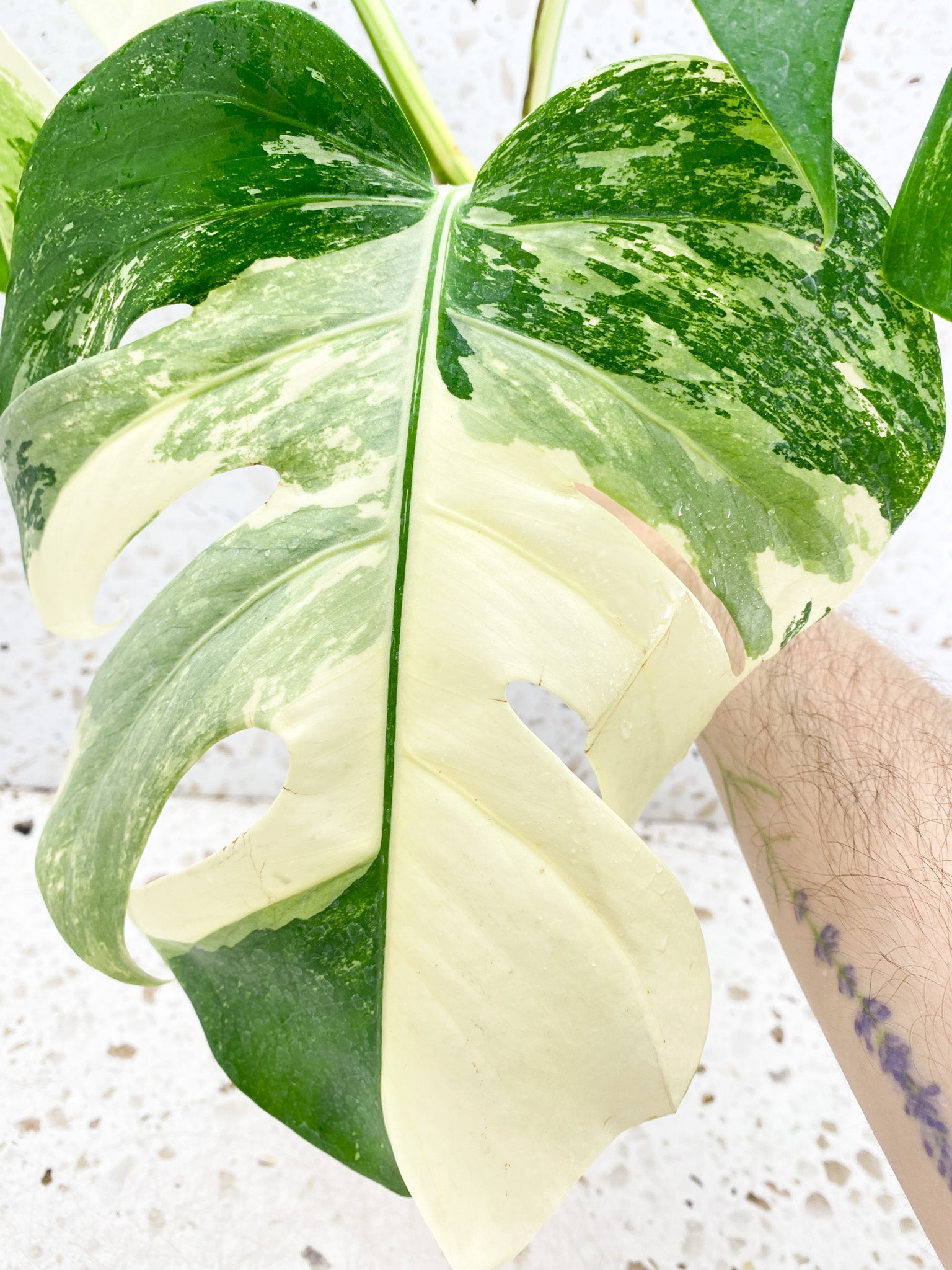 Monstera Albo White Tiger 3 big leaves top cutting