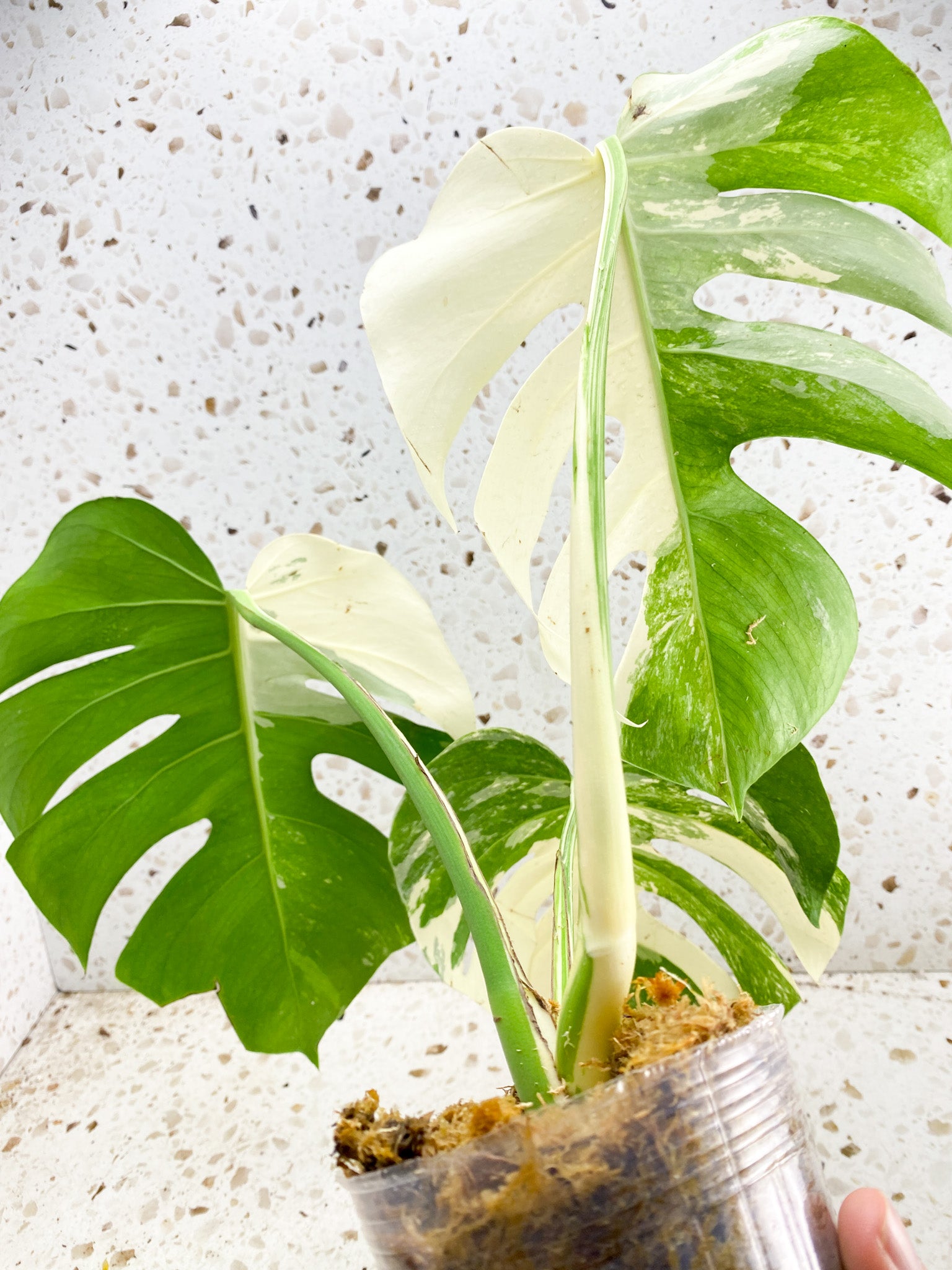 Monstera Albo White Tiger 3 big leaves top cutting