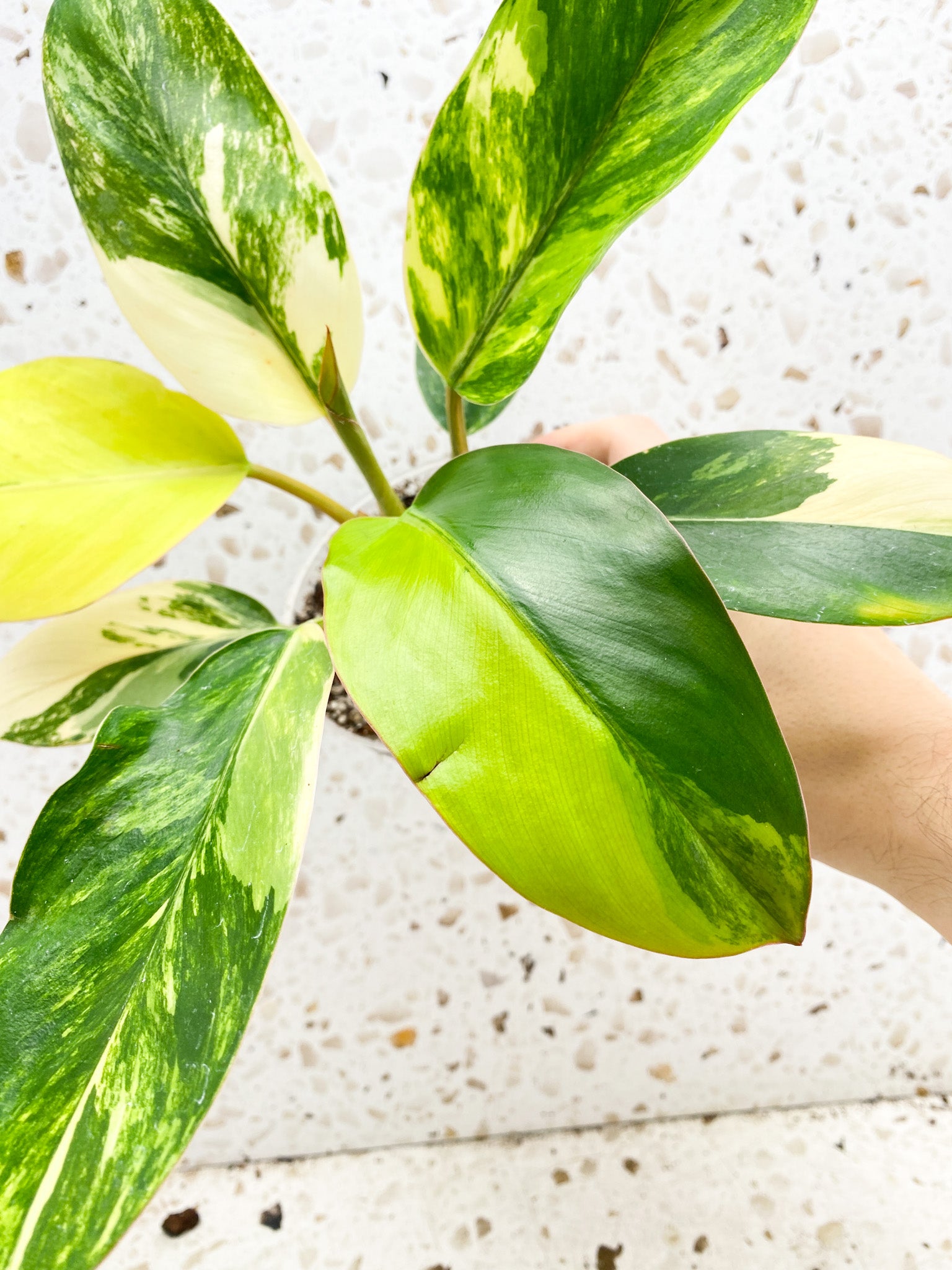 Unicorn: Philodendron Yellow Congo multiple leaves with new shoot top cutting highly variegated