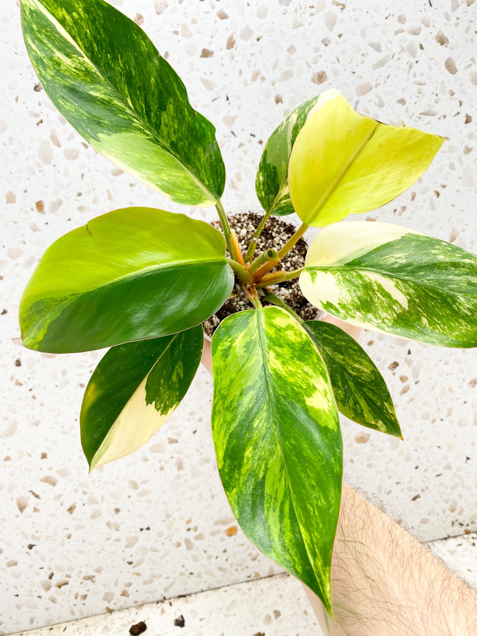 Unicorn: Philodendron Yellow Congo multiple leaves with new shoot top cutting highly variegated