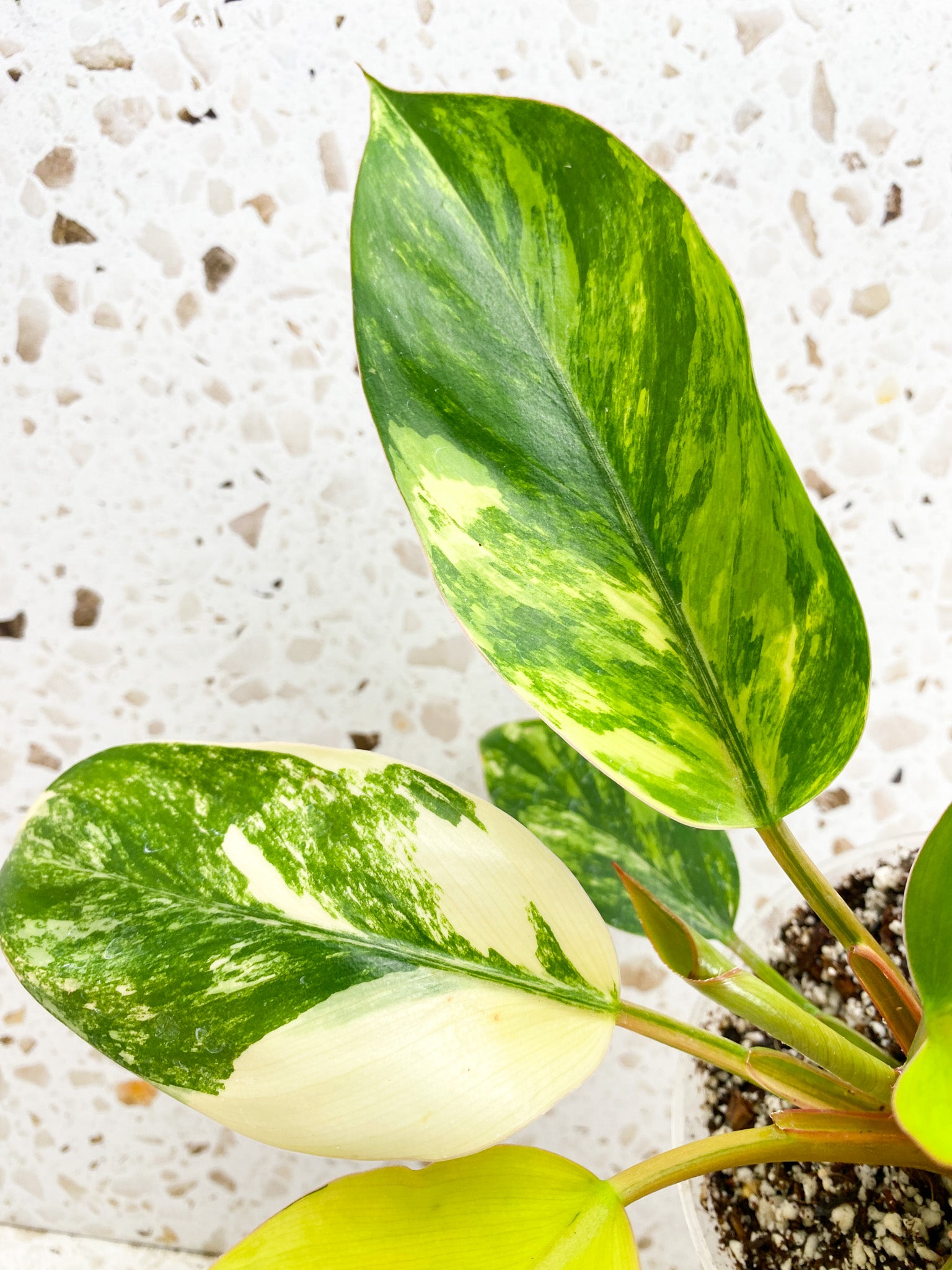 Unicorn: Philodendron Yellow Congo multiple leaves with new shoot top cutting highly variegated