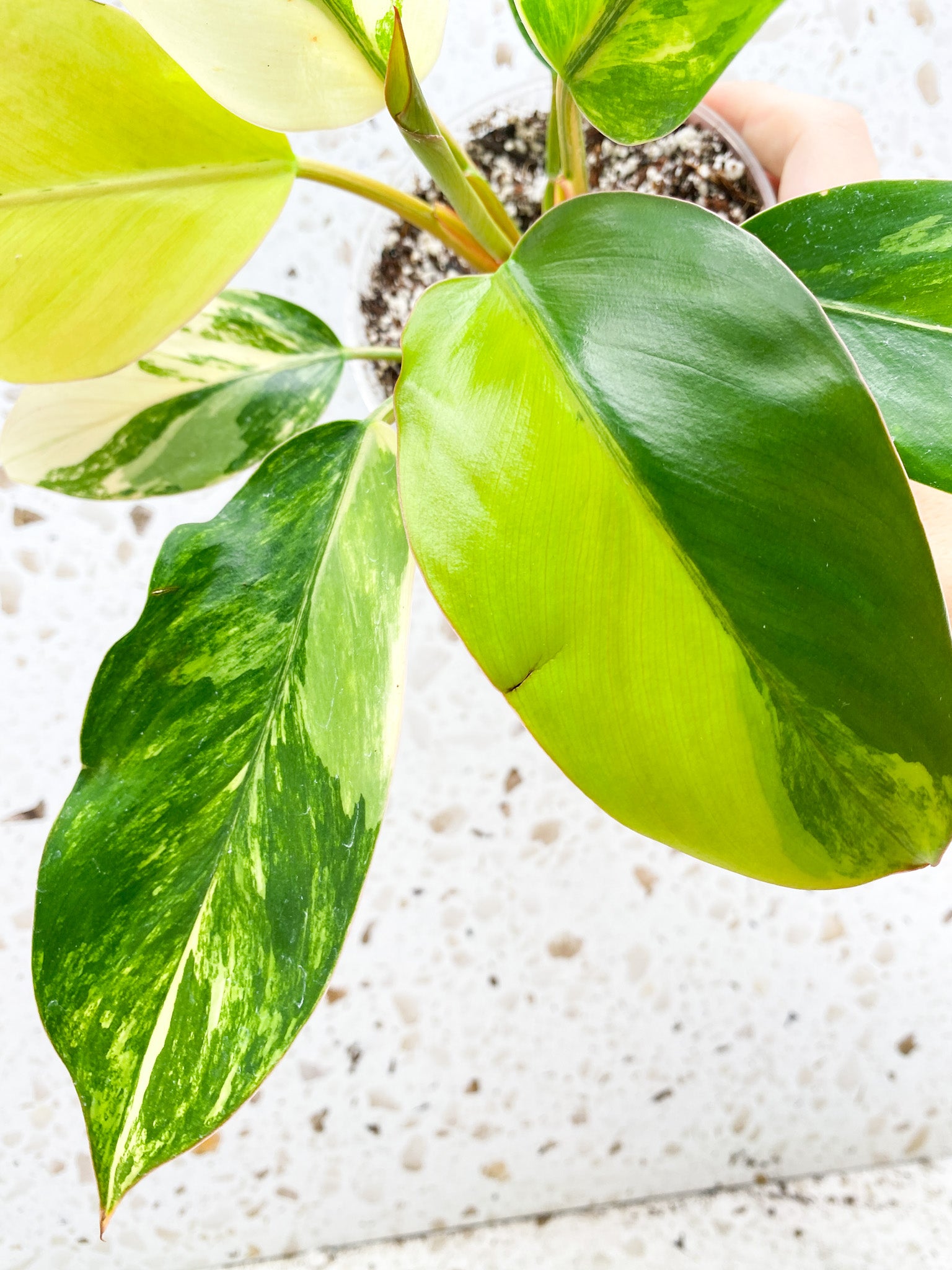 Unicorn: Philodendron Yellow Congo multiple leaves with new shoot top cutting highly variegated