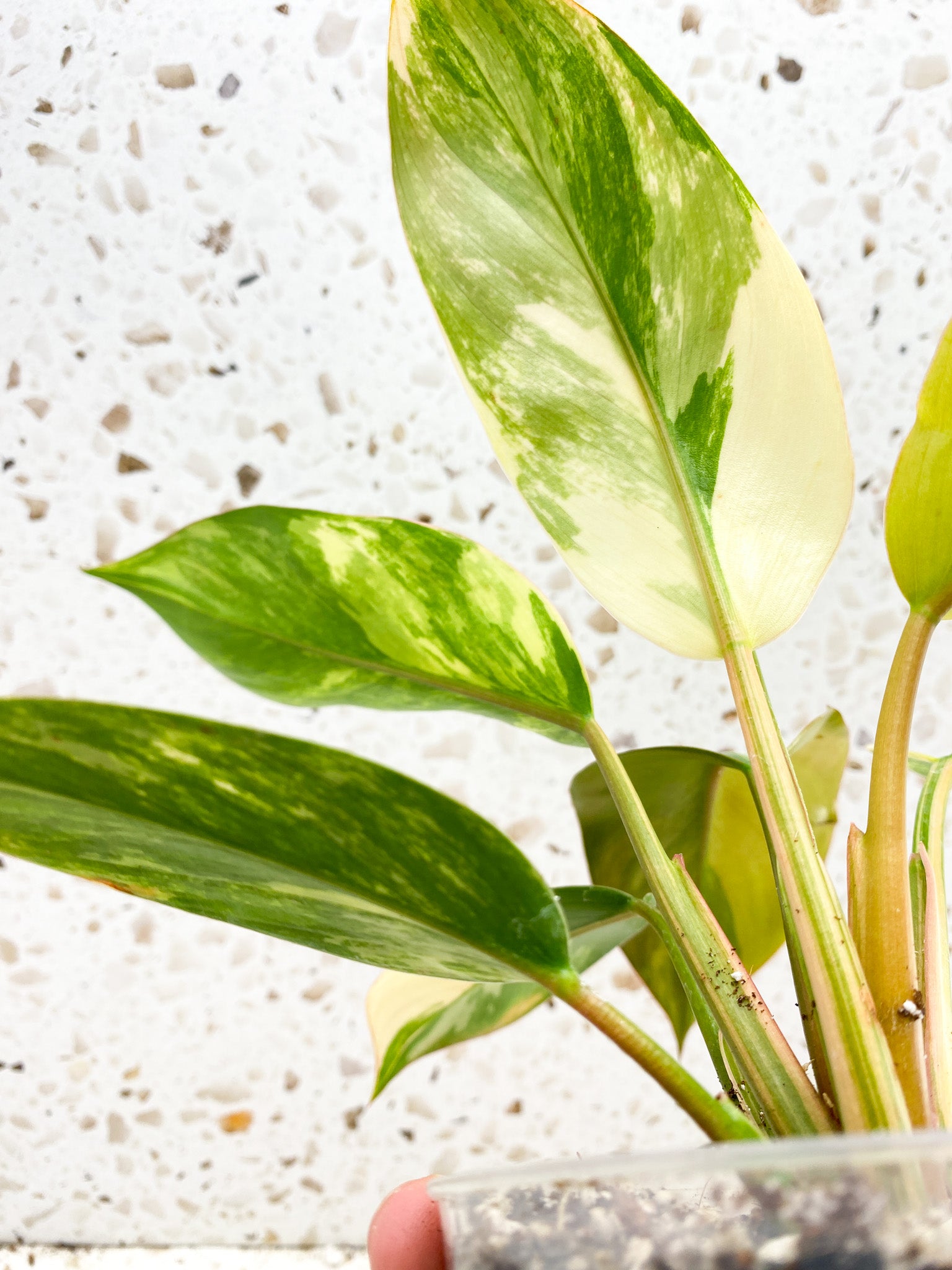 Unicorn: Philodendron Yellow Congo multiple leaves with new shoot top cutting highly variegated