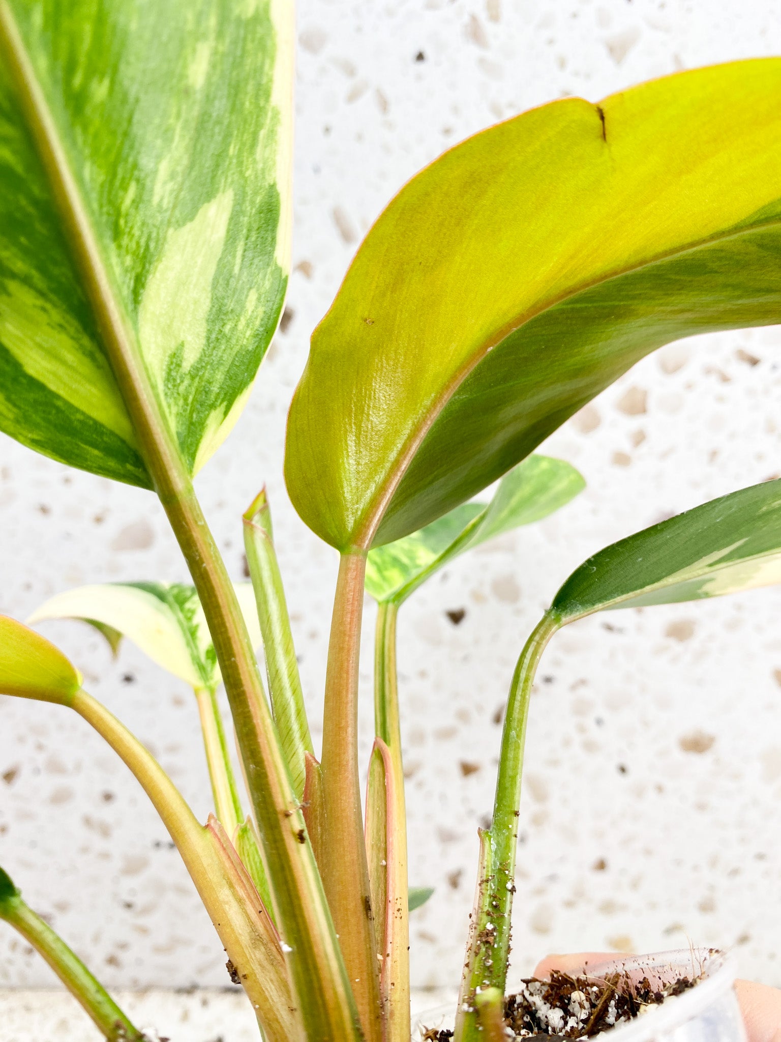 Unicorn: Philodendron Yellow Congo multiple leaves with new shoot top cutting highly variegated