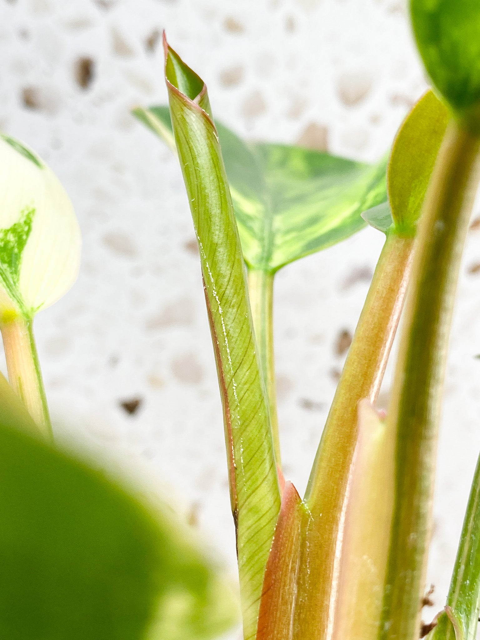 Unicorn: Philodendron Yellow Congo multiple leaves with new shoot top cutting highly variegated