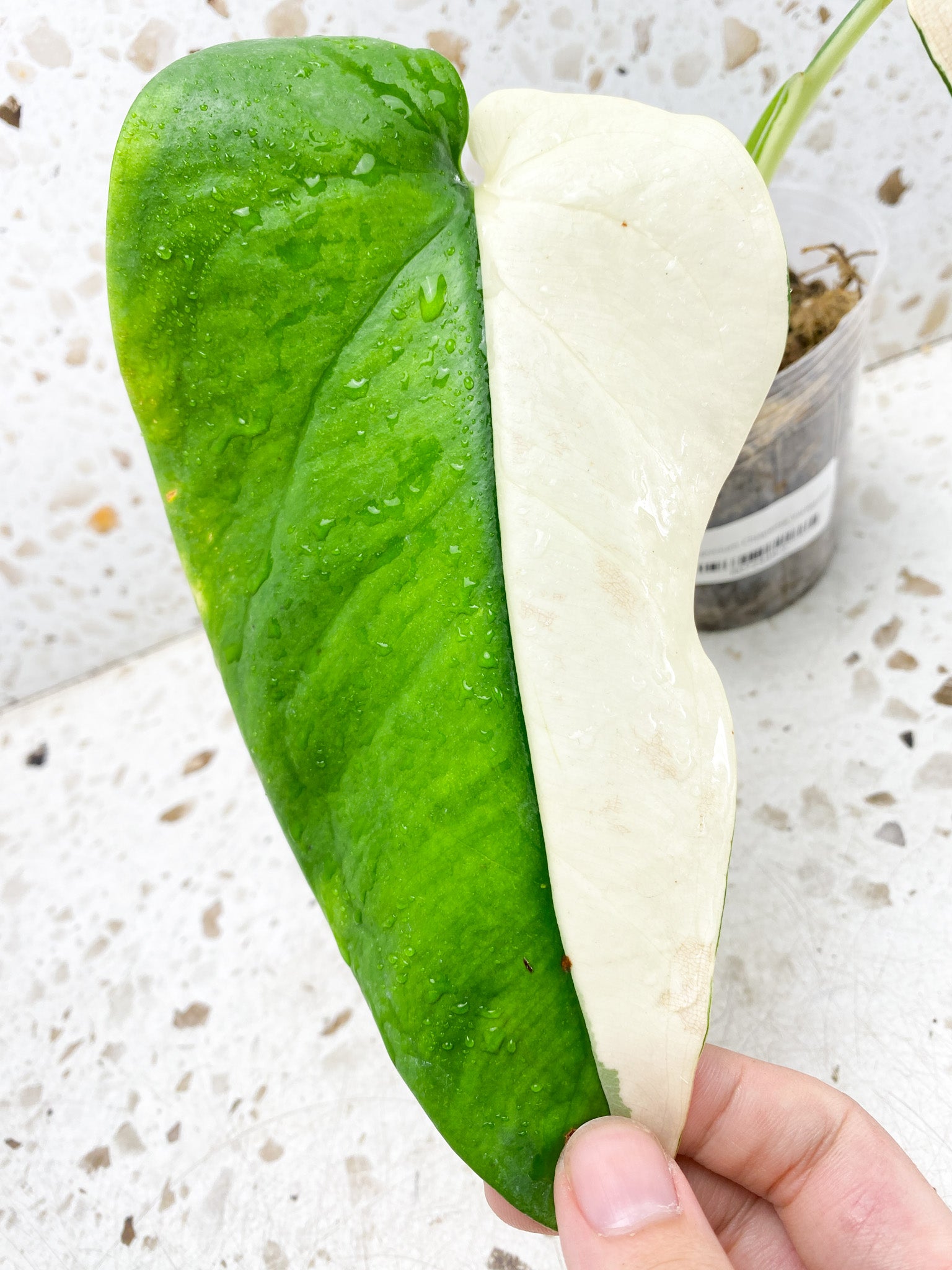 Syngonium Chiapense Variegated 2 leaves half moon variegation (rooting)