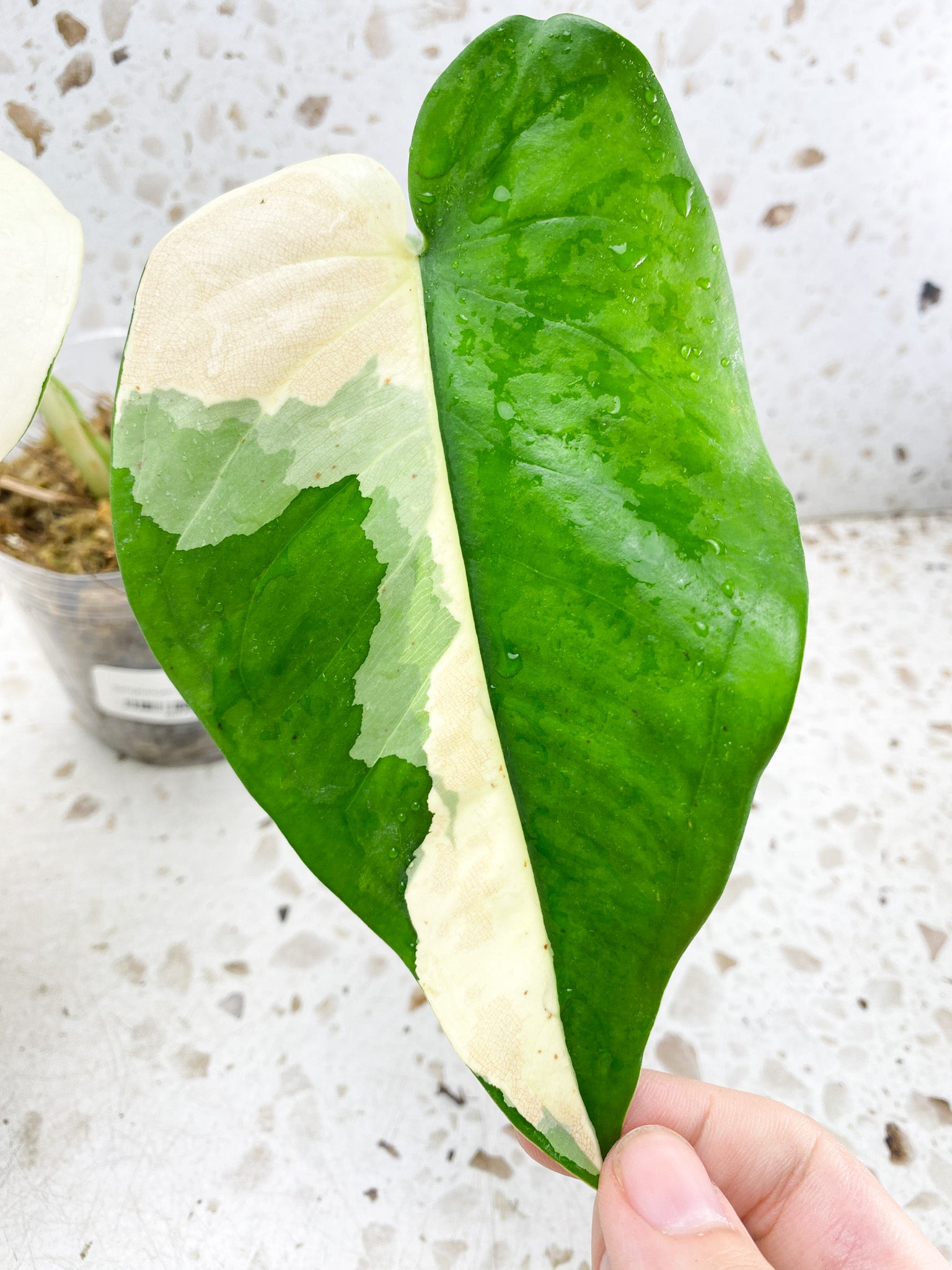 Syngonium Chiapense Variegated 2 leaves half moon variegation (rooting)