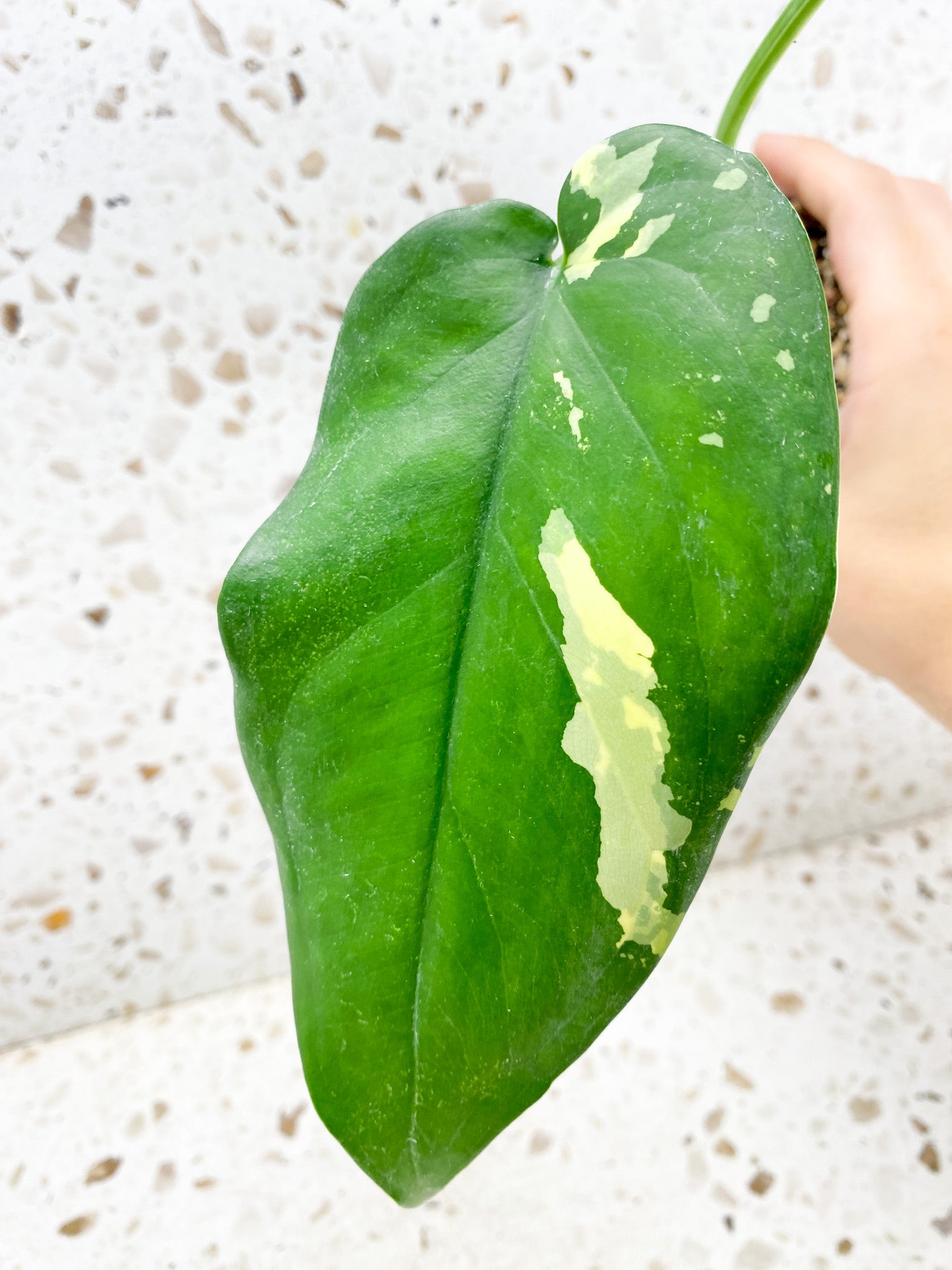 Syngonium Chiapense Variegated 2 leaf top cutting half moon leaf (rooting)